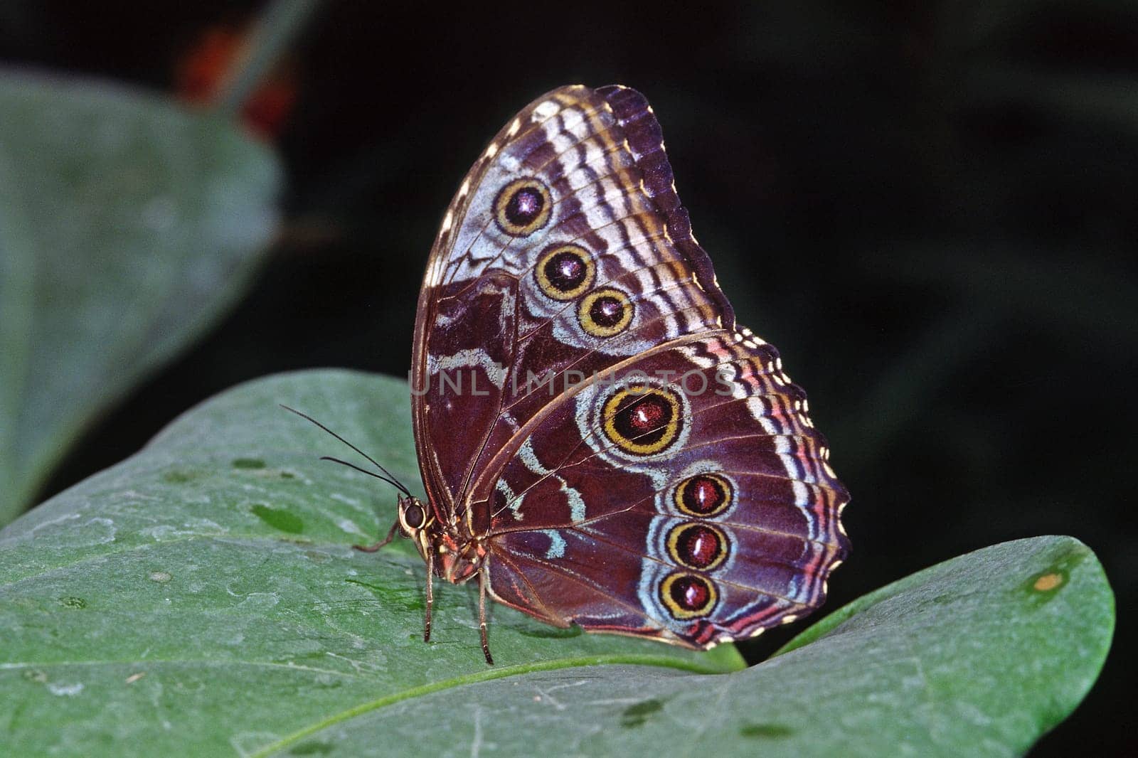 Tropical Butterfly,Tropical Butterfly