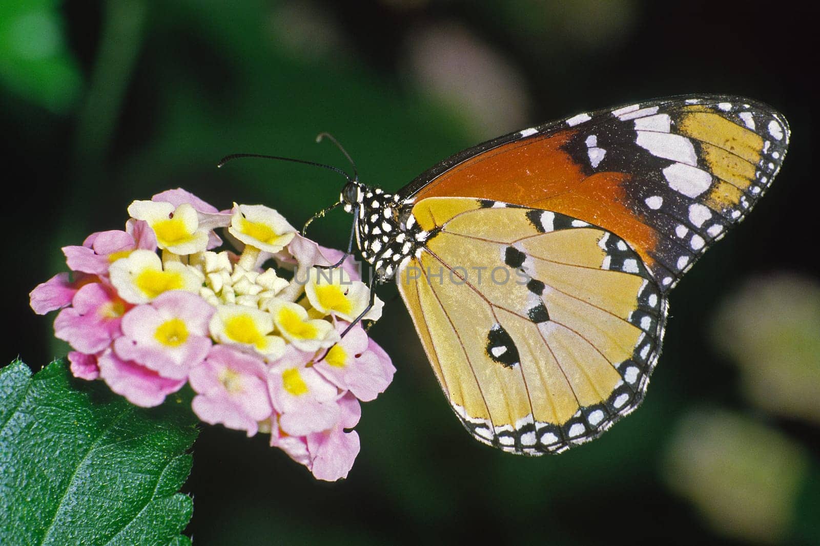 Danaus crysippus,African monarch
