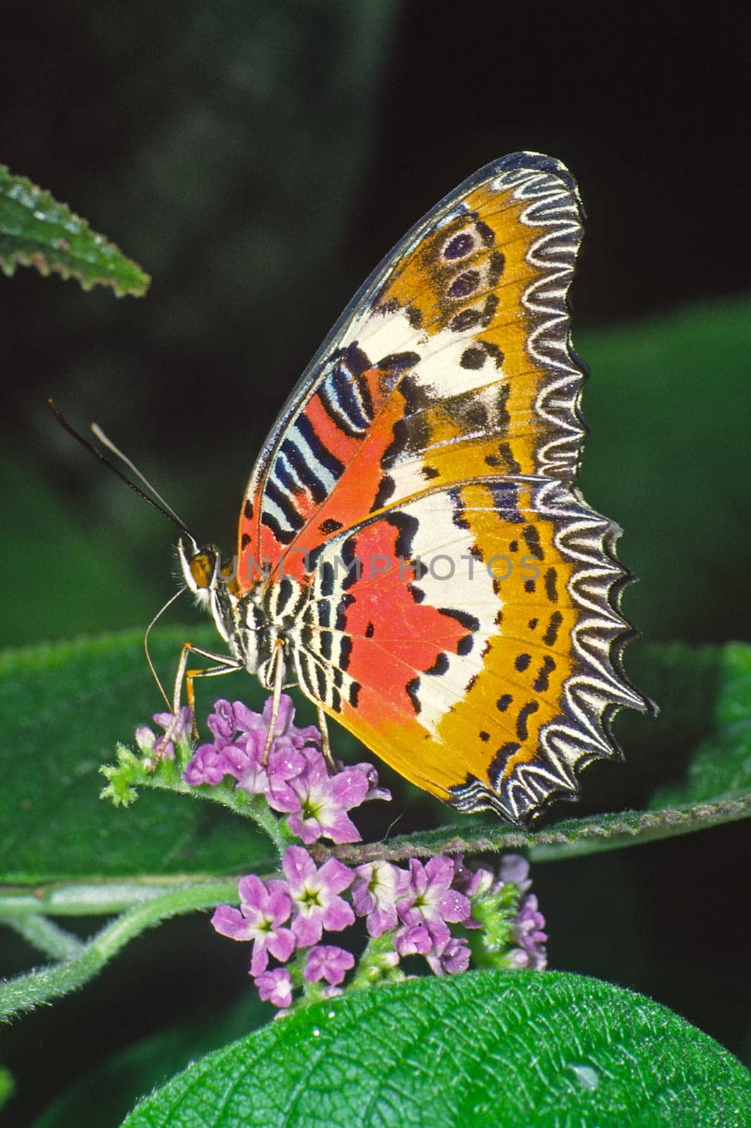Cethosia biblis