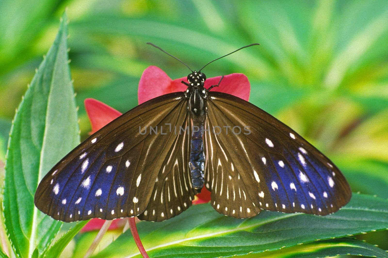 Danaus species,Tropical Butterfly