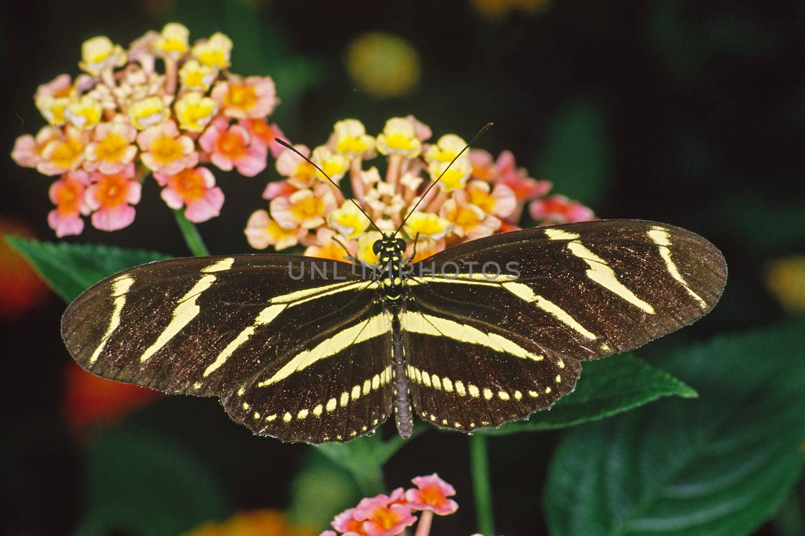 Heliconius charitonius,Zebra