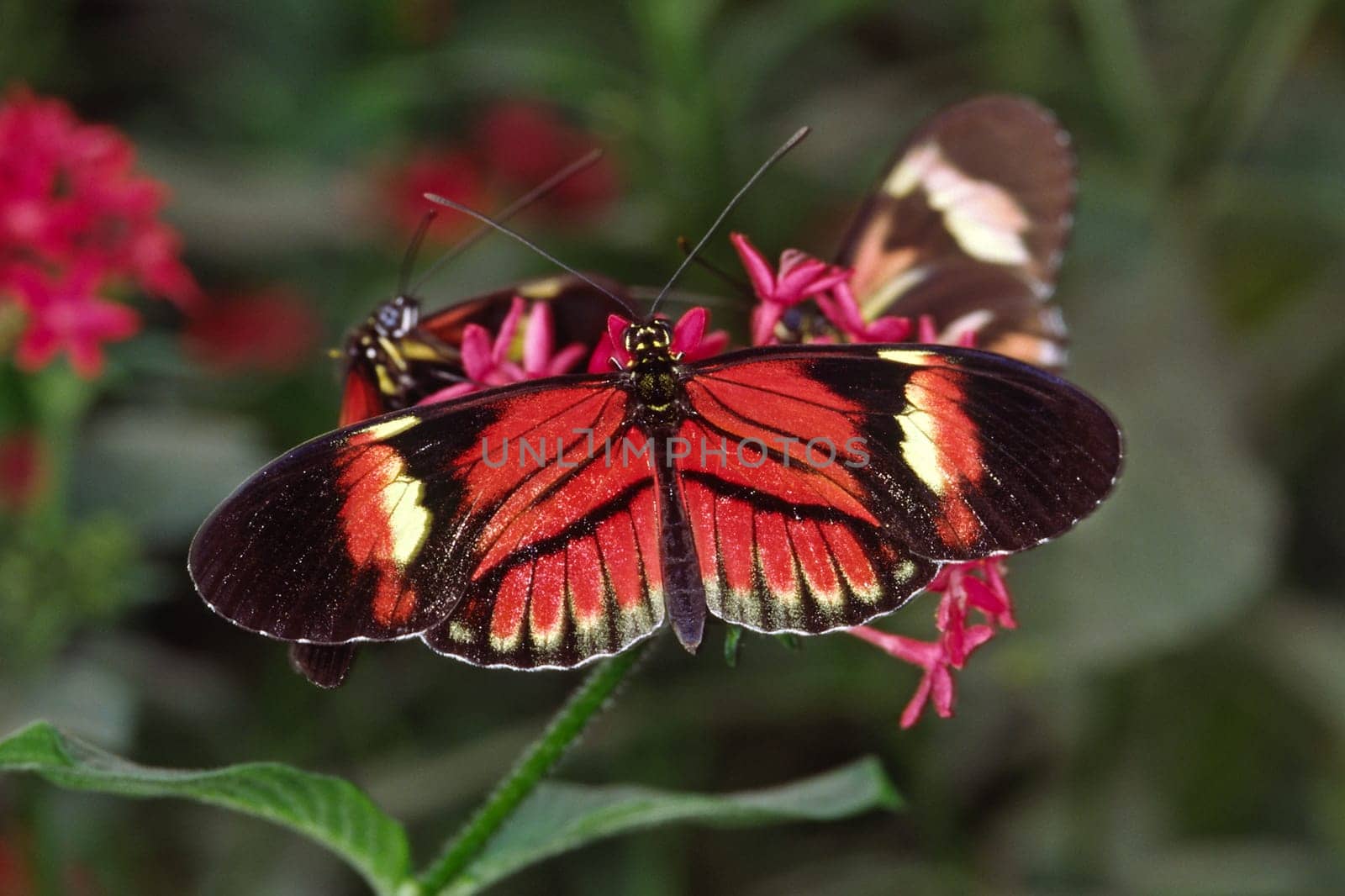 Heliconius spec, Schmuckfalter -