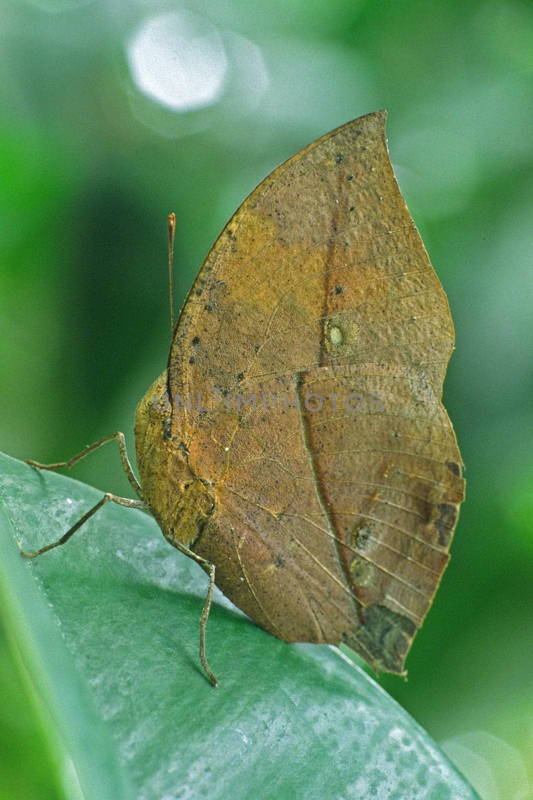 Kallima inachus,Indian leaf