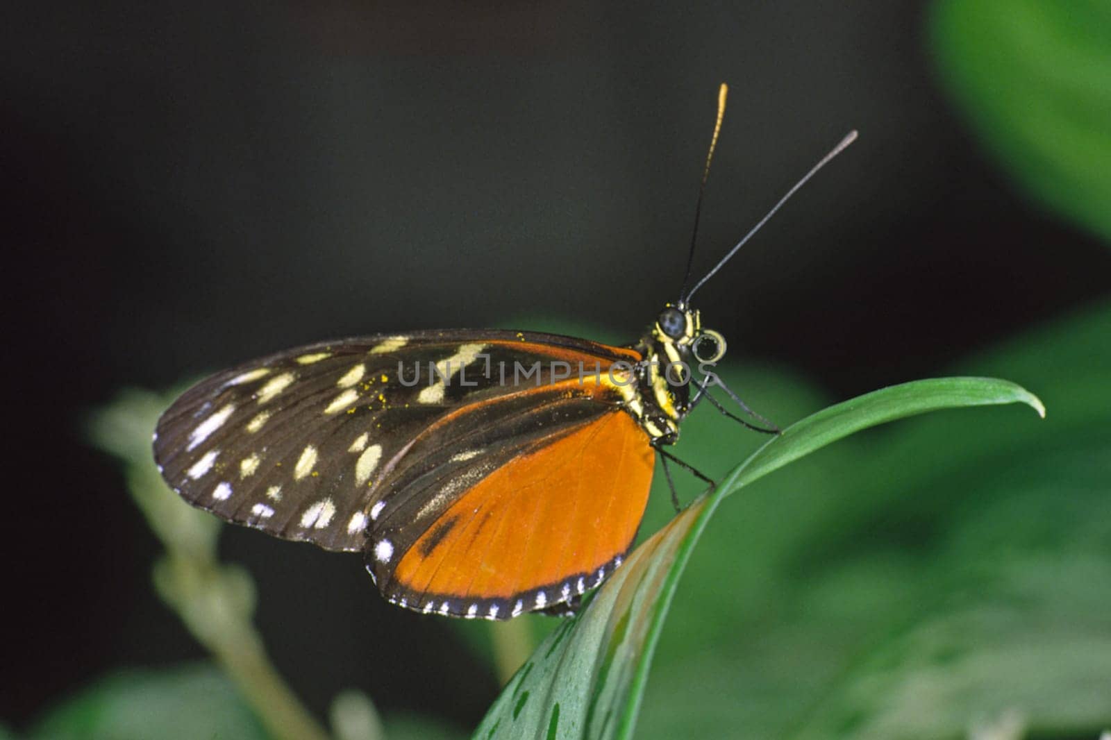 Tropical butterflies