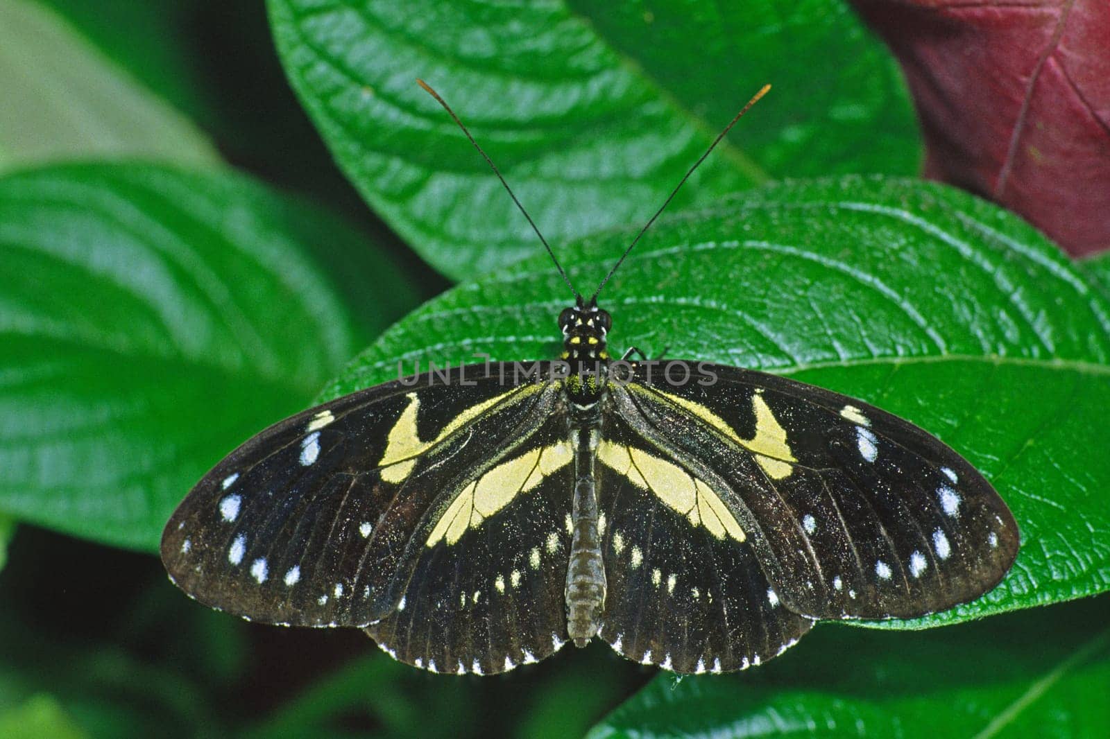 Heliconius atthis,Butterfly