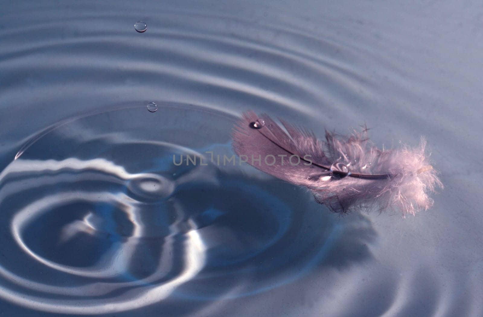 Water droplets floating with feather