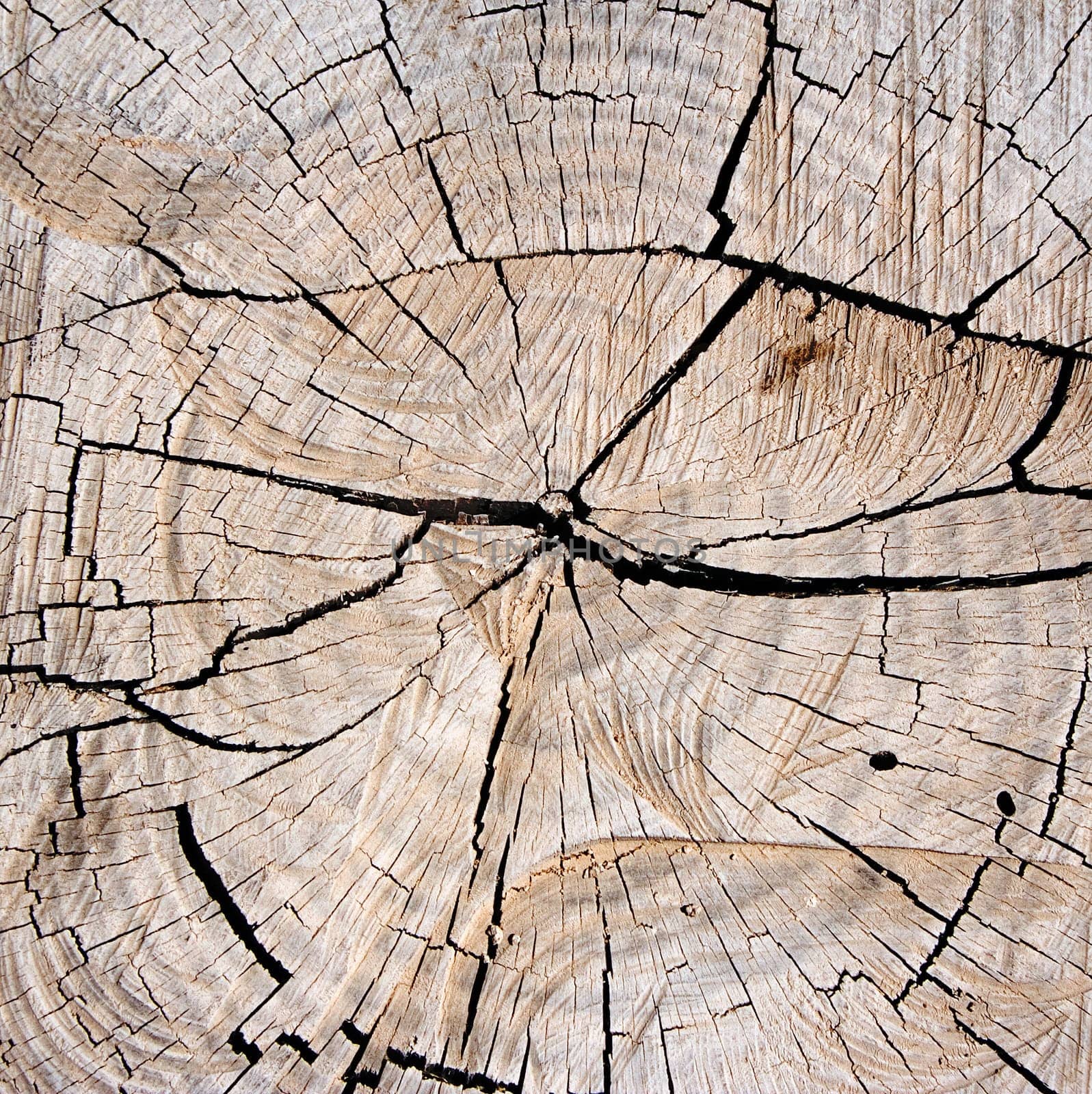 Tree stump