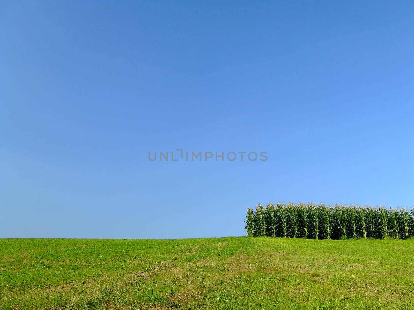 The end of the cornfield
