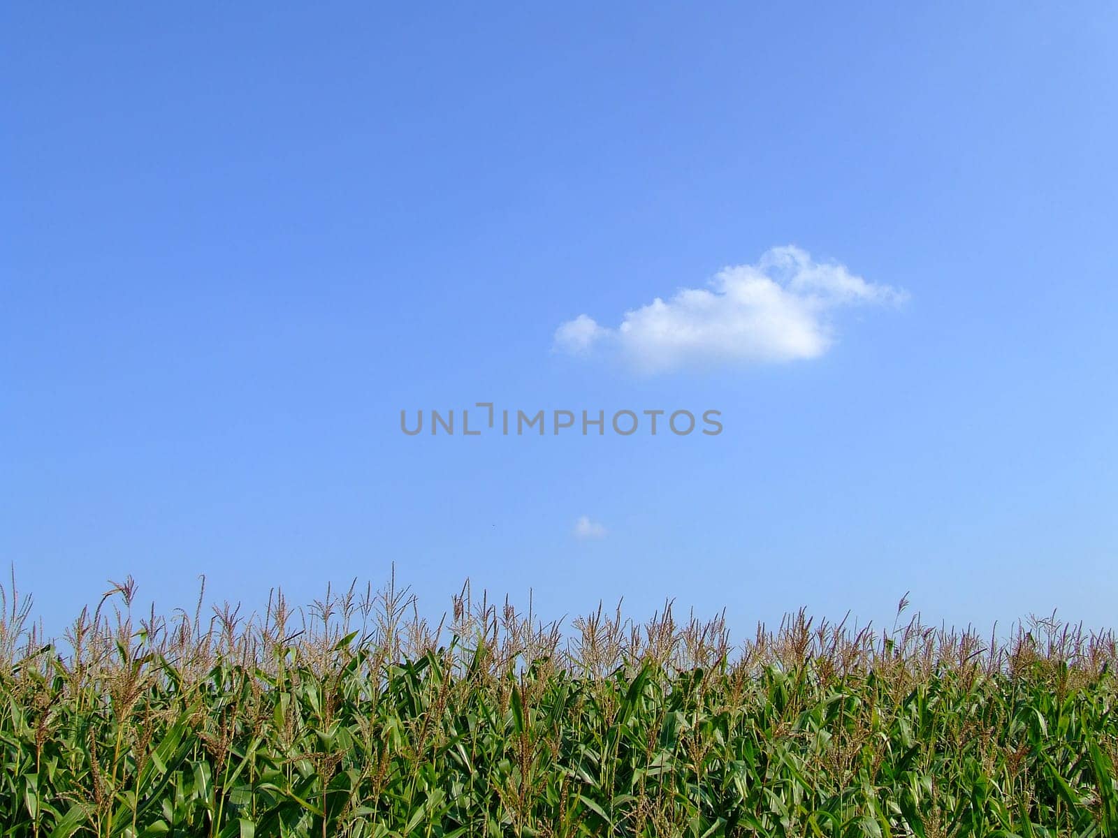 Cornfield