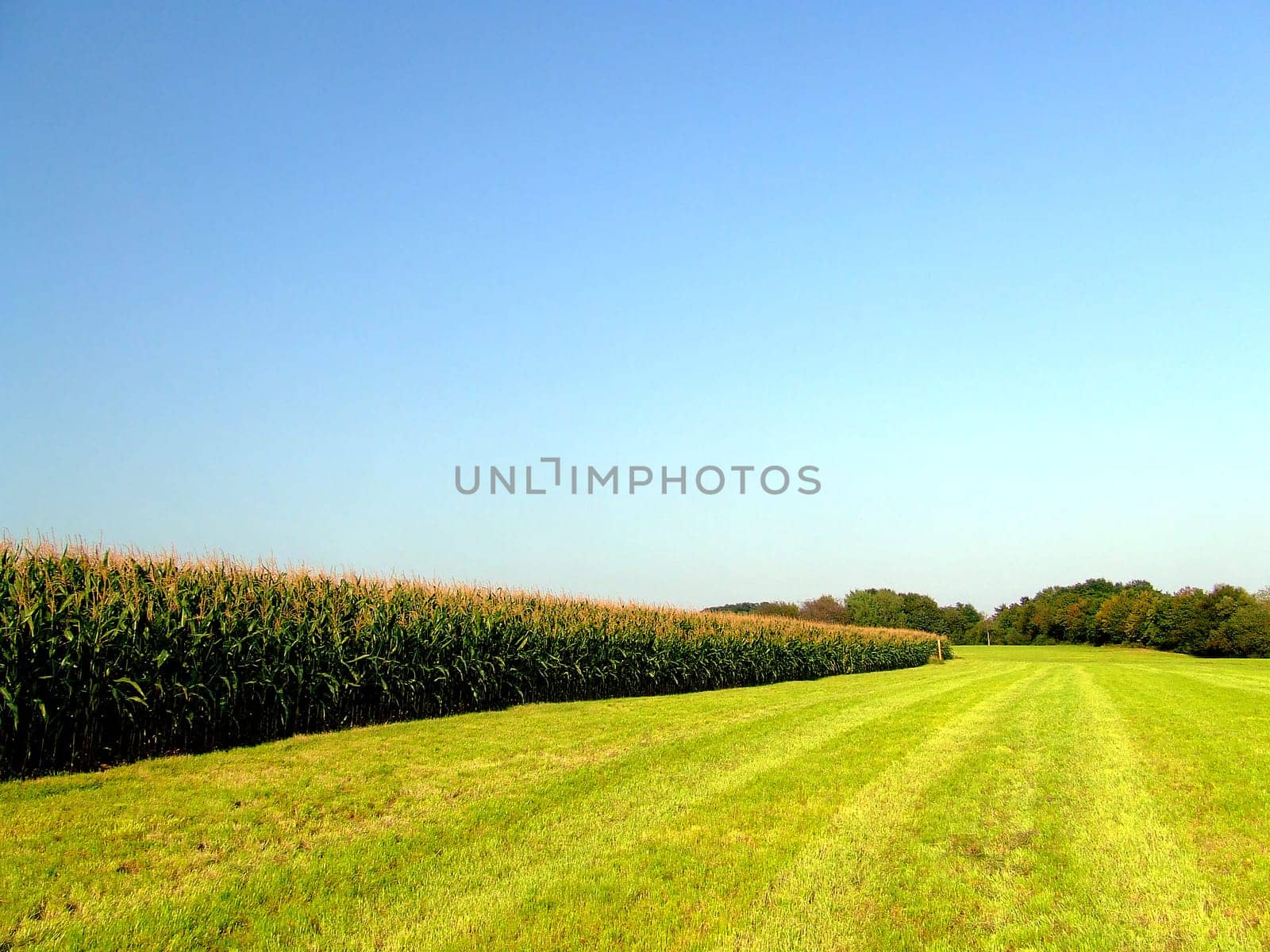 Corn and more