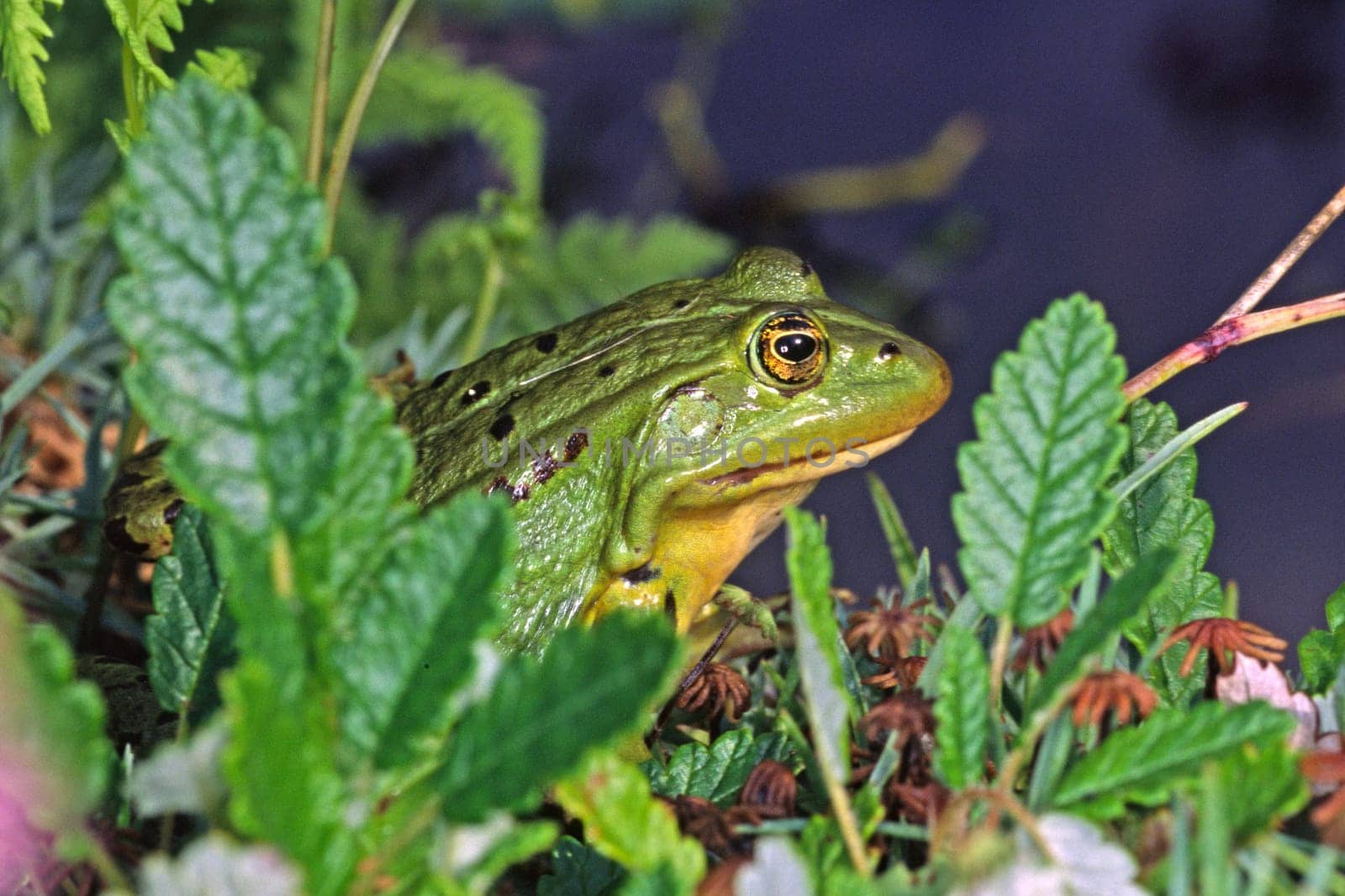 Frog