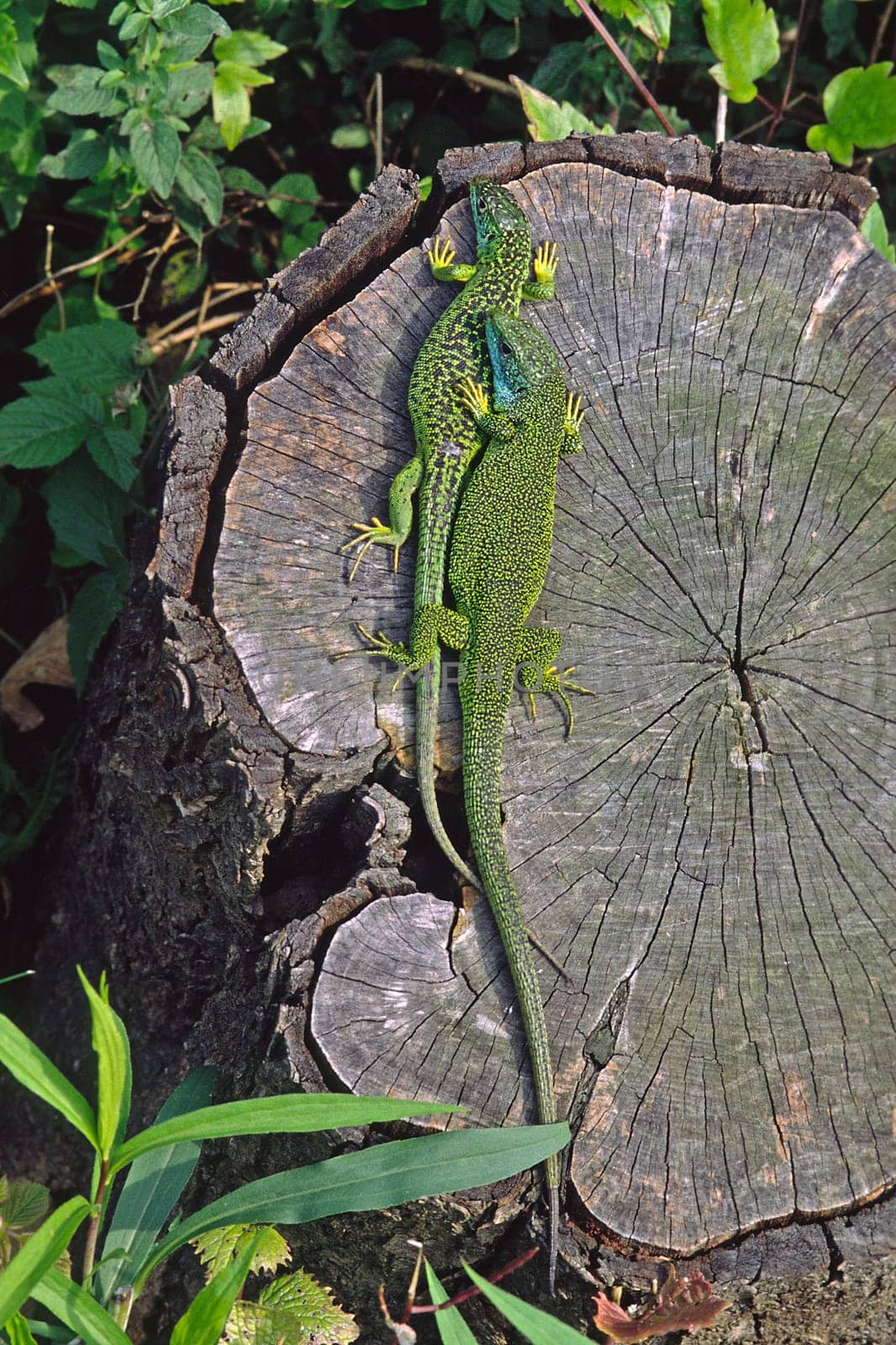 Emerald lizard,Lacerta viridis