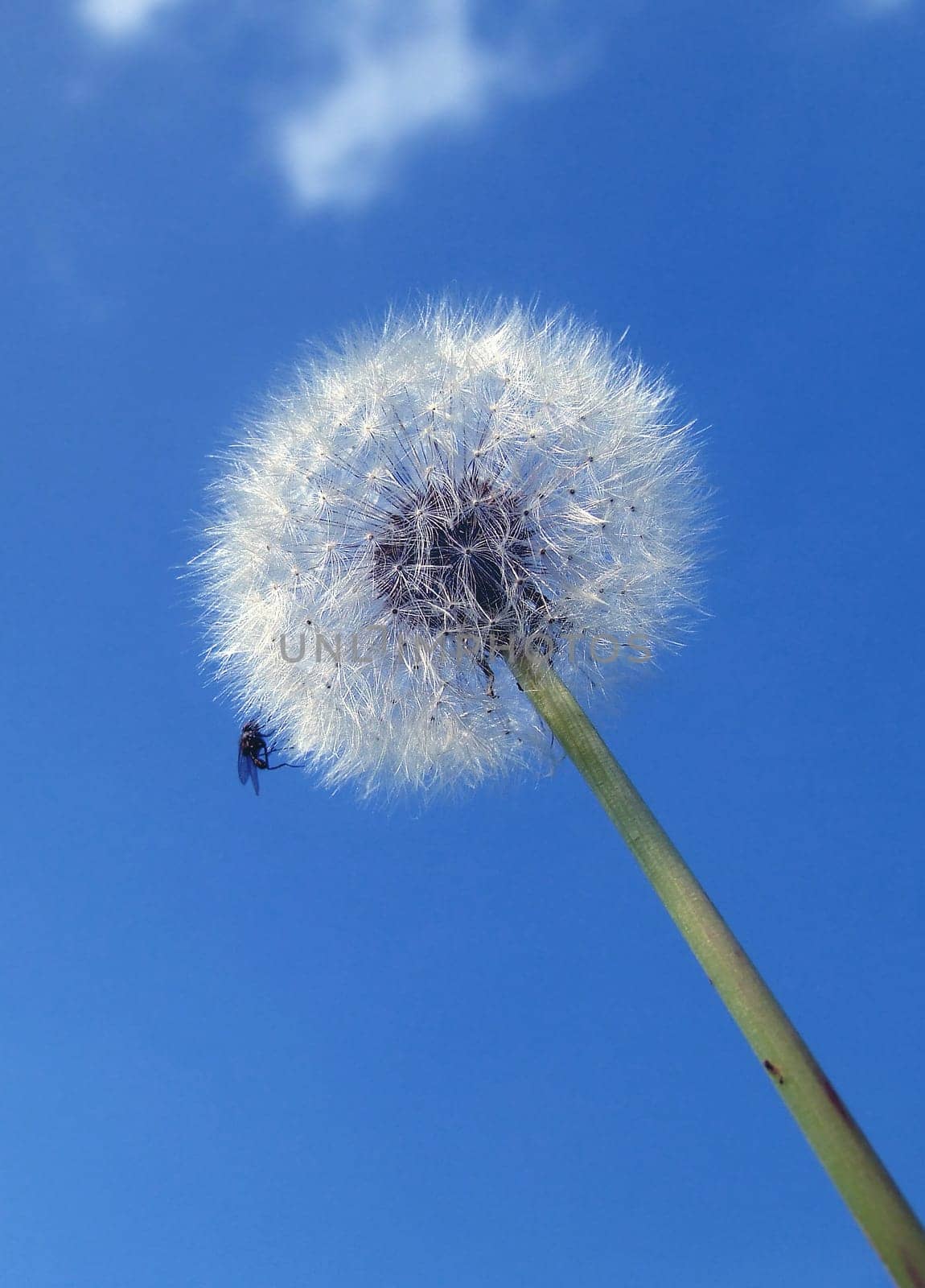 Dandelion with guest