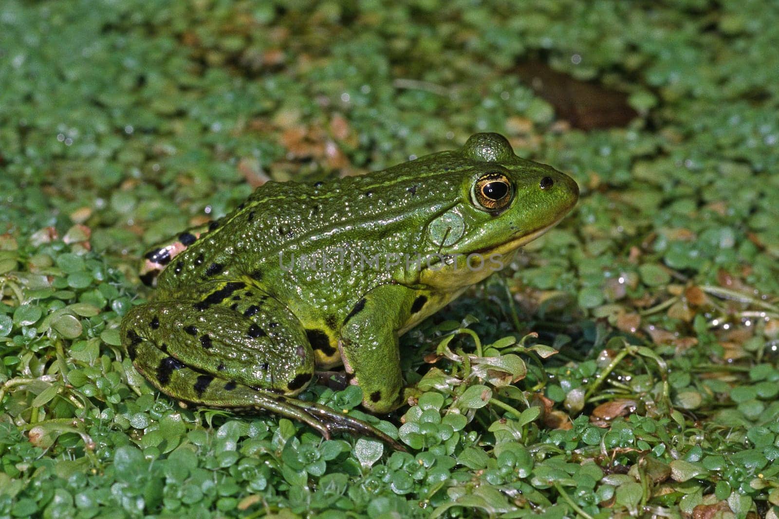 Green frog at the pond