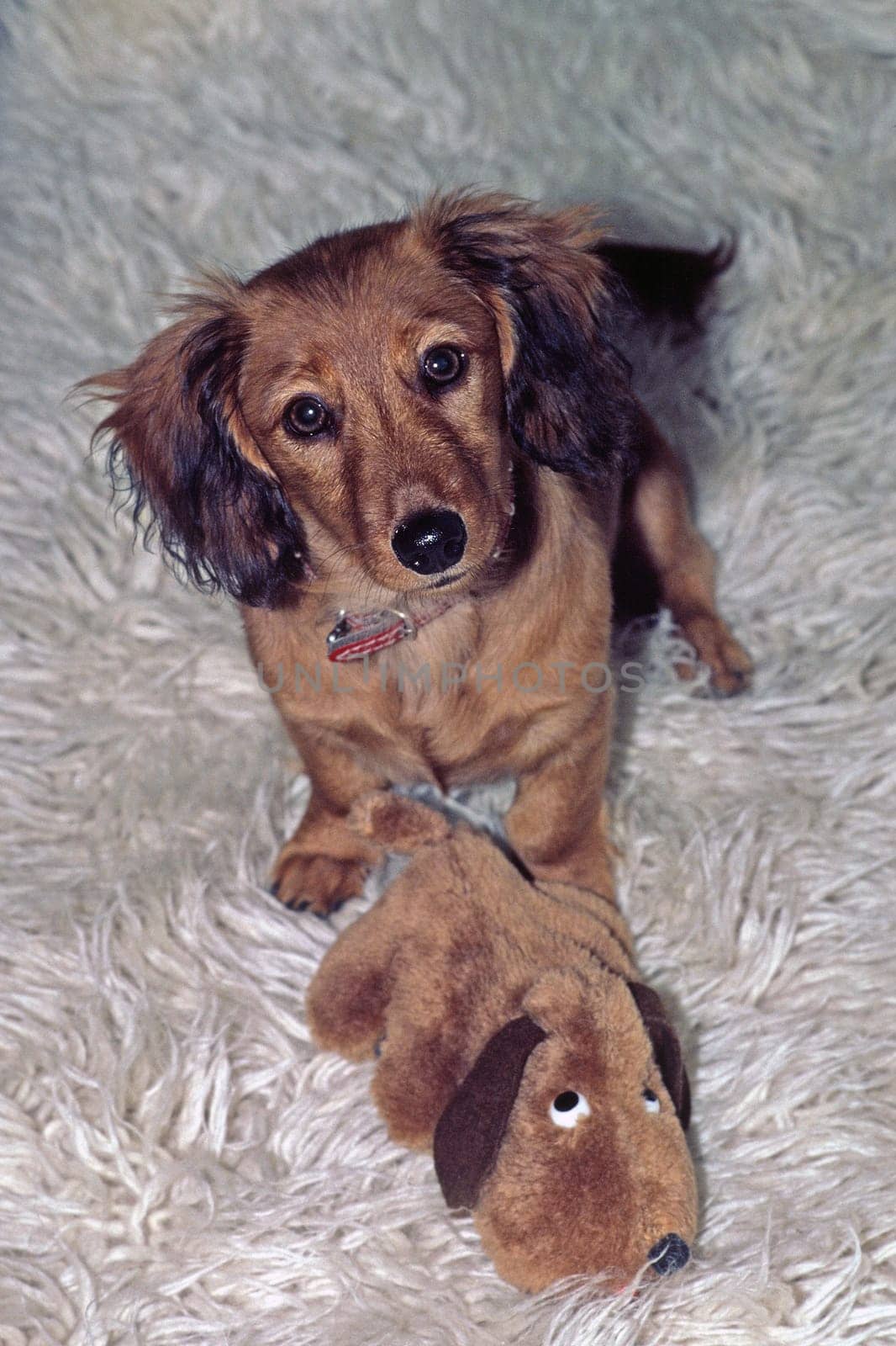 wire-haired dachshund,wire-haired dachshund,animal children
