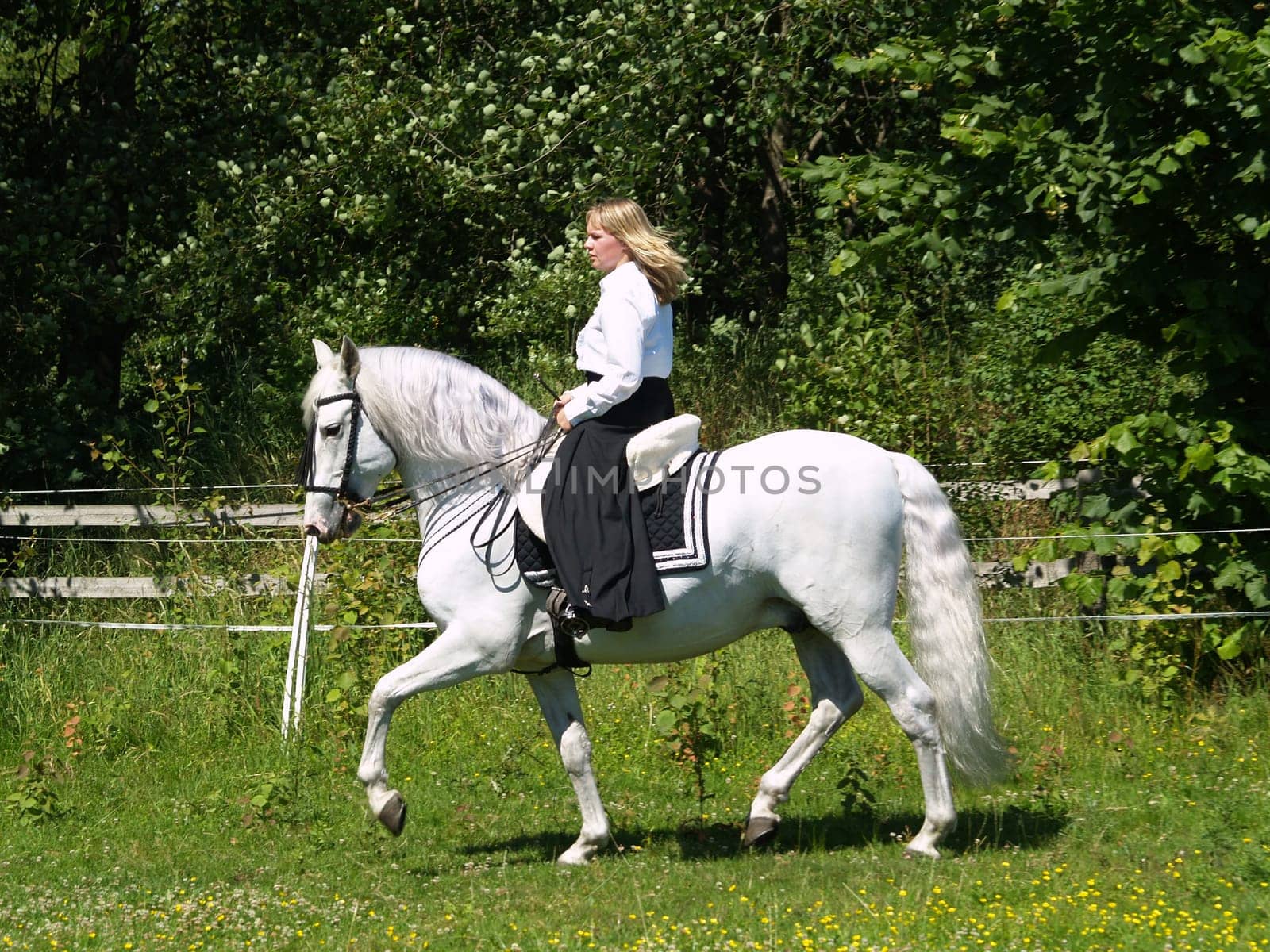 Trot
