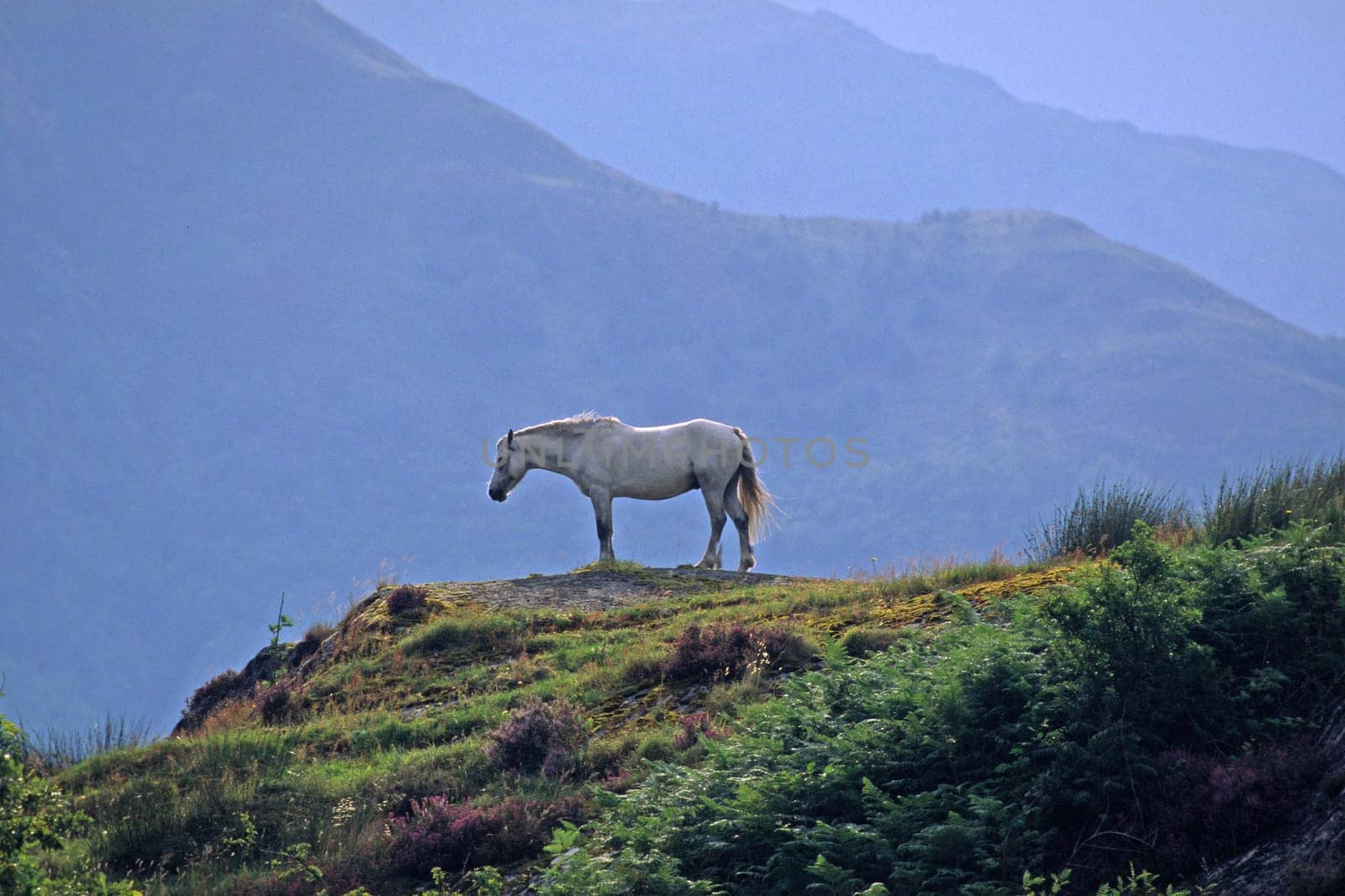 Horse on the mountain,Scotland,Scotland