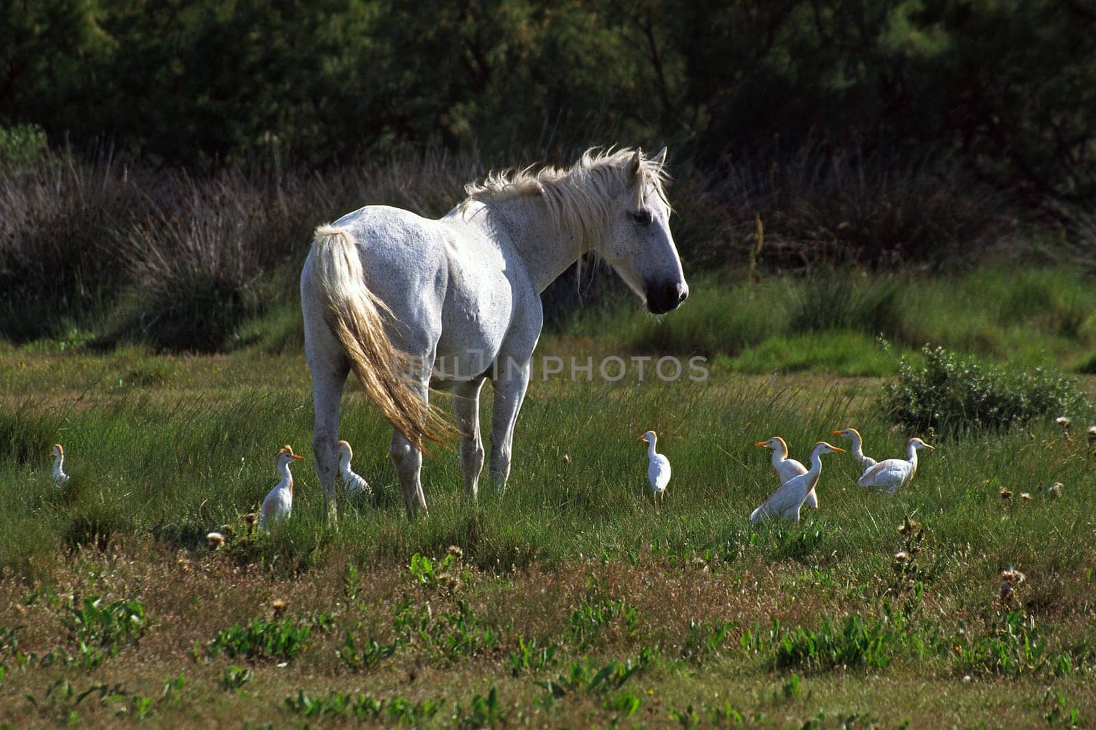 Camargue horse with cow heron,Camargue,Provence