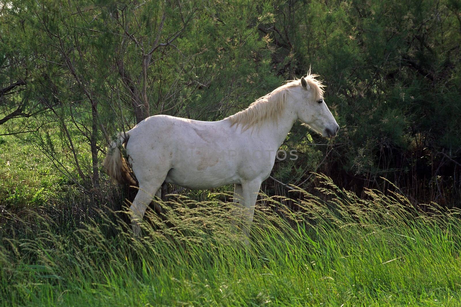 Camargue horse,Camargue,Provence