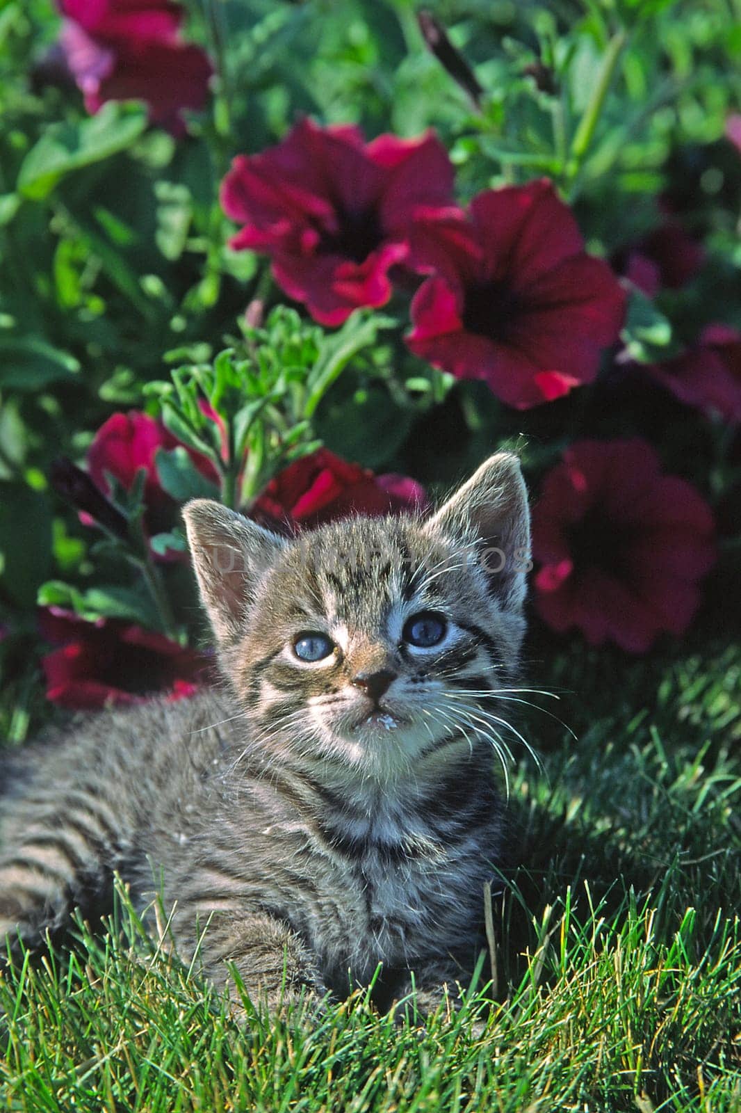 Young domestic cat,animal children
