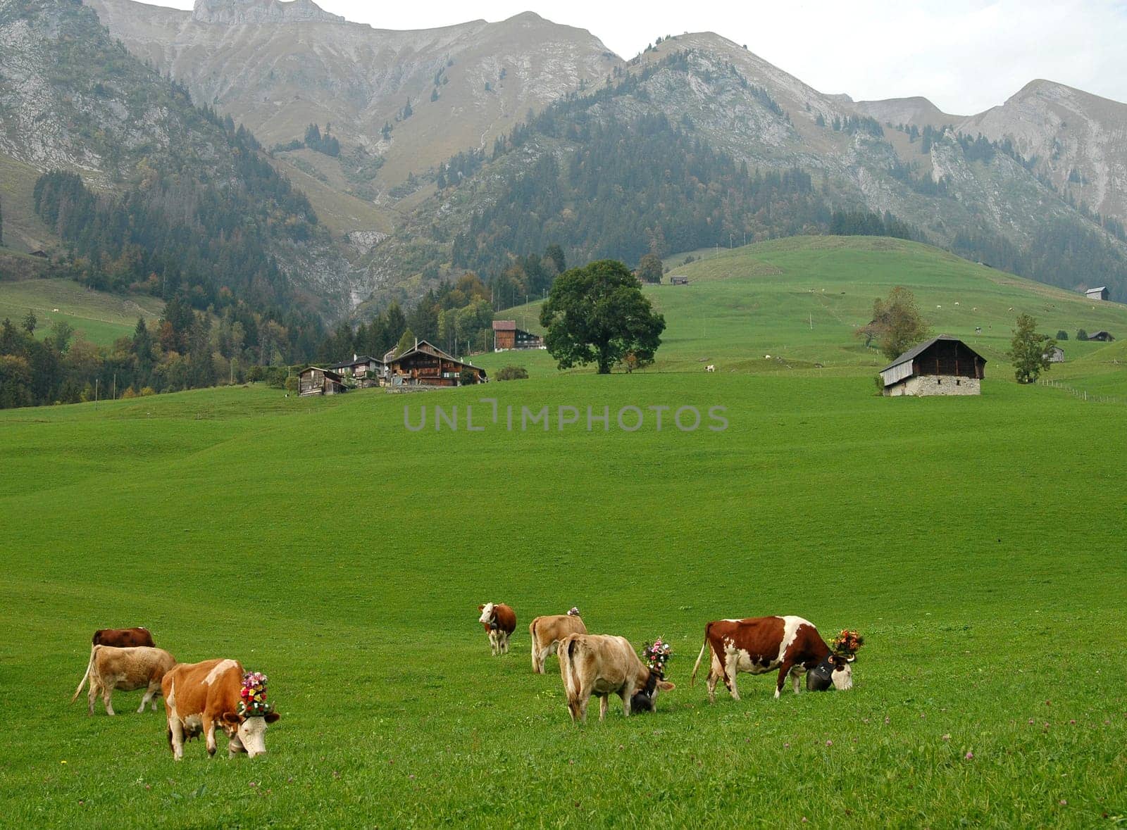 Cows on the alpine pasture,Switzerland
