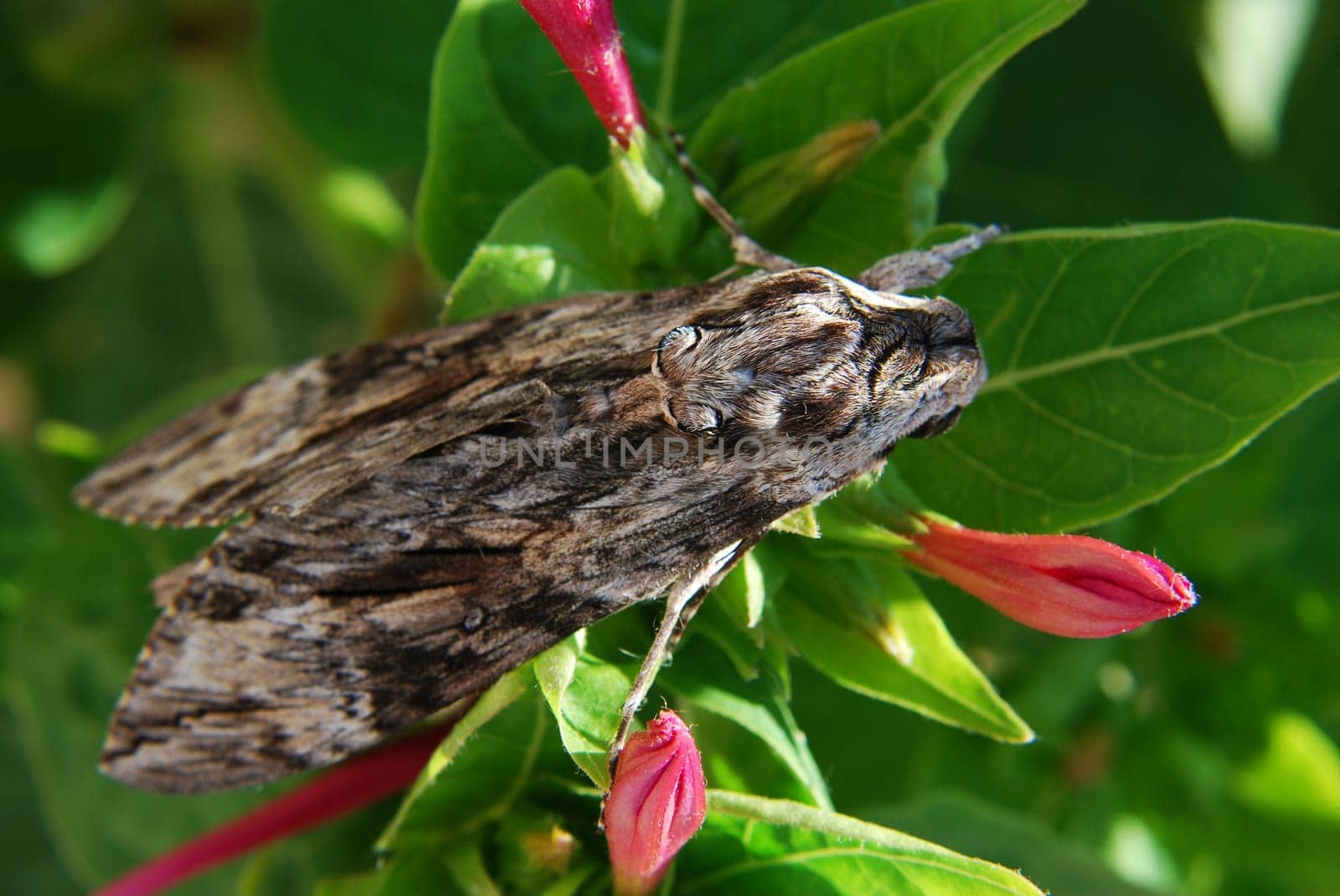 Moth