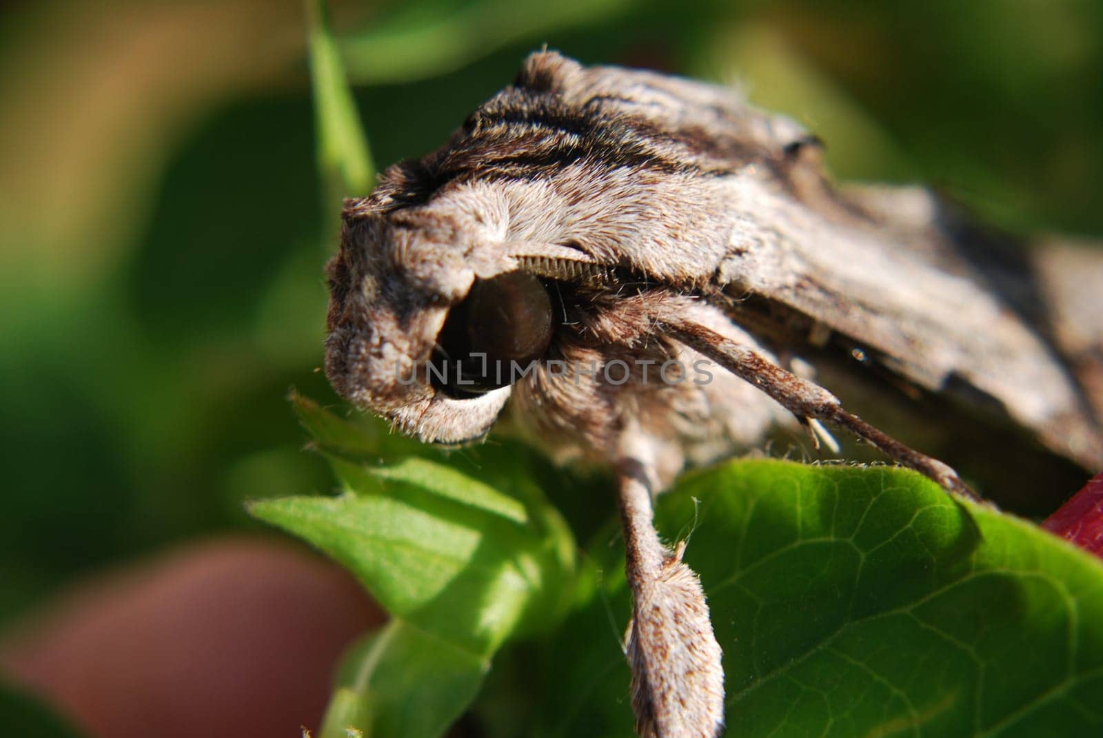 Moth