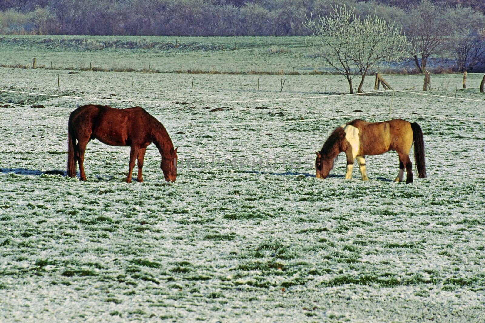 Horses in the snow,Osnabrücker Land