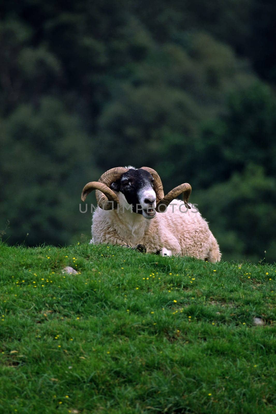 Ram