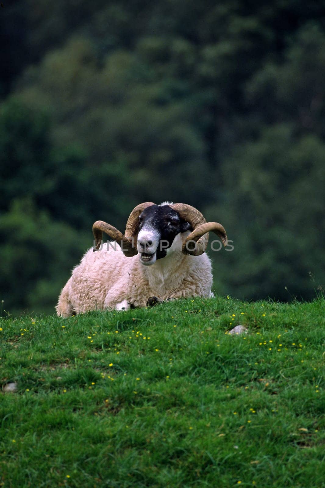 Ram