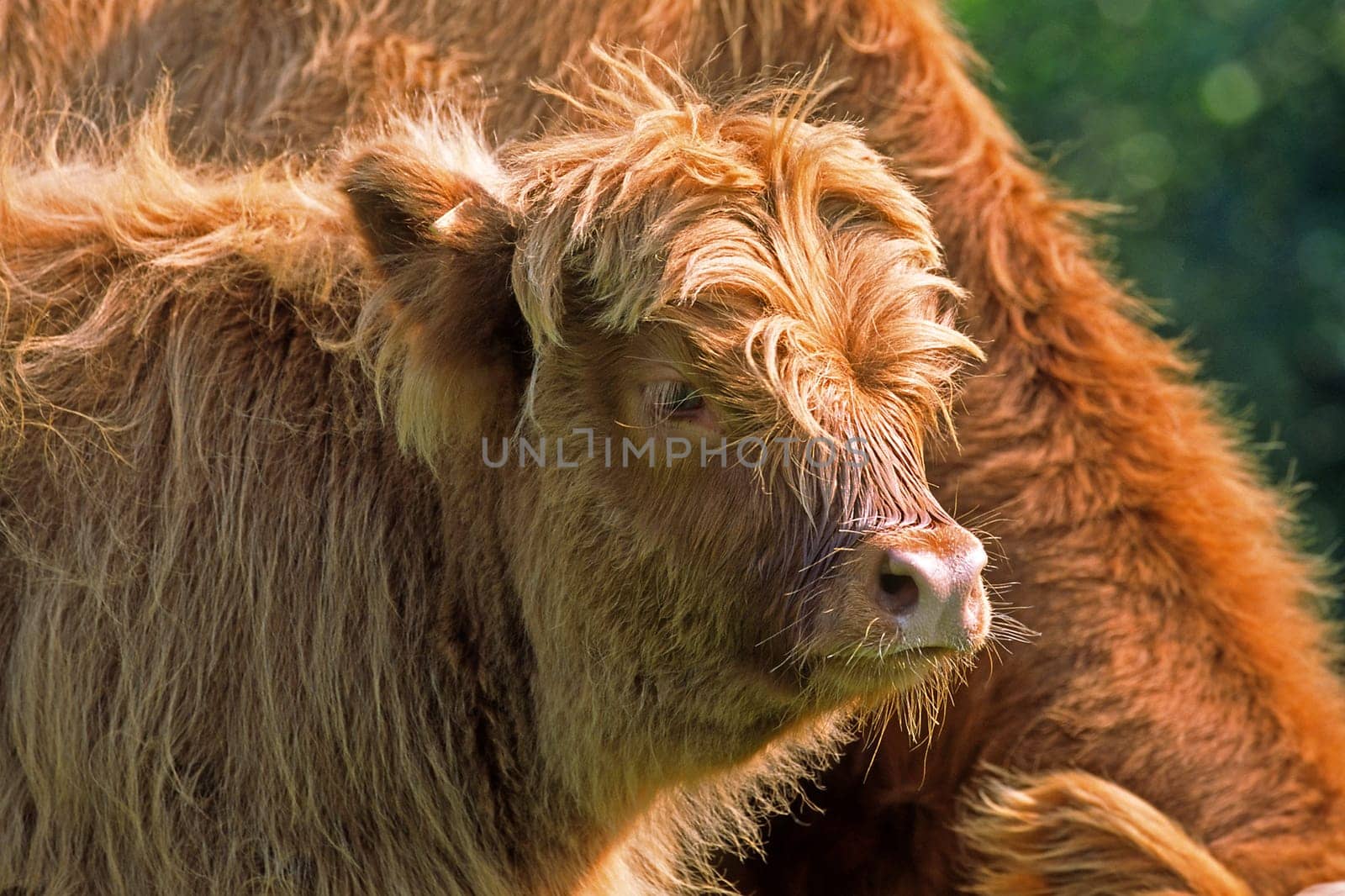 Scottish Highland Cattle