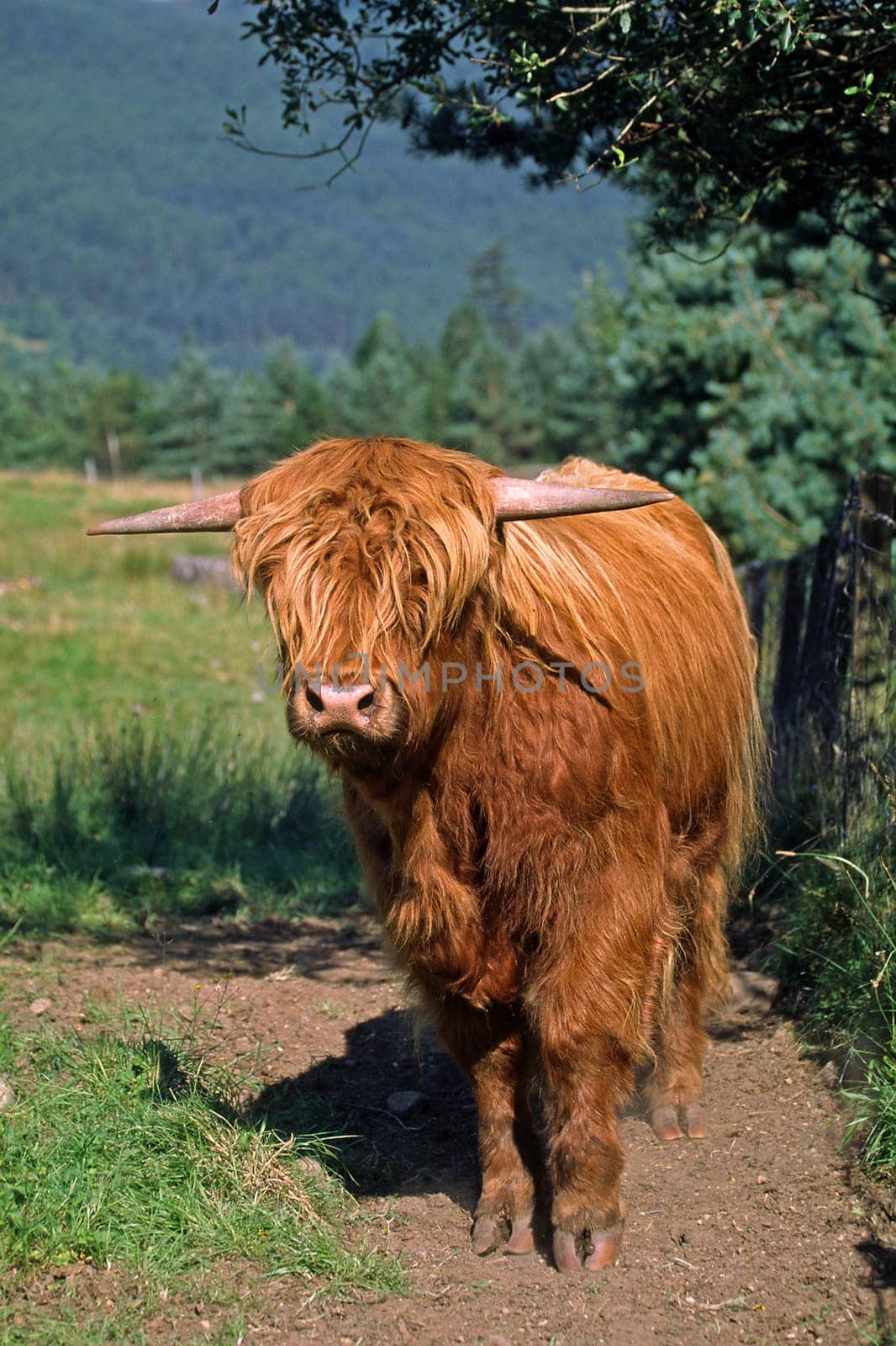 Scottish Highland Cattle