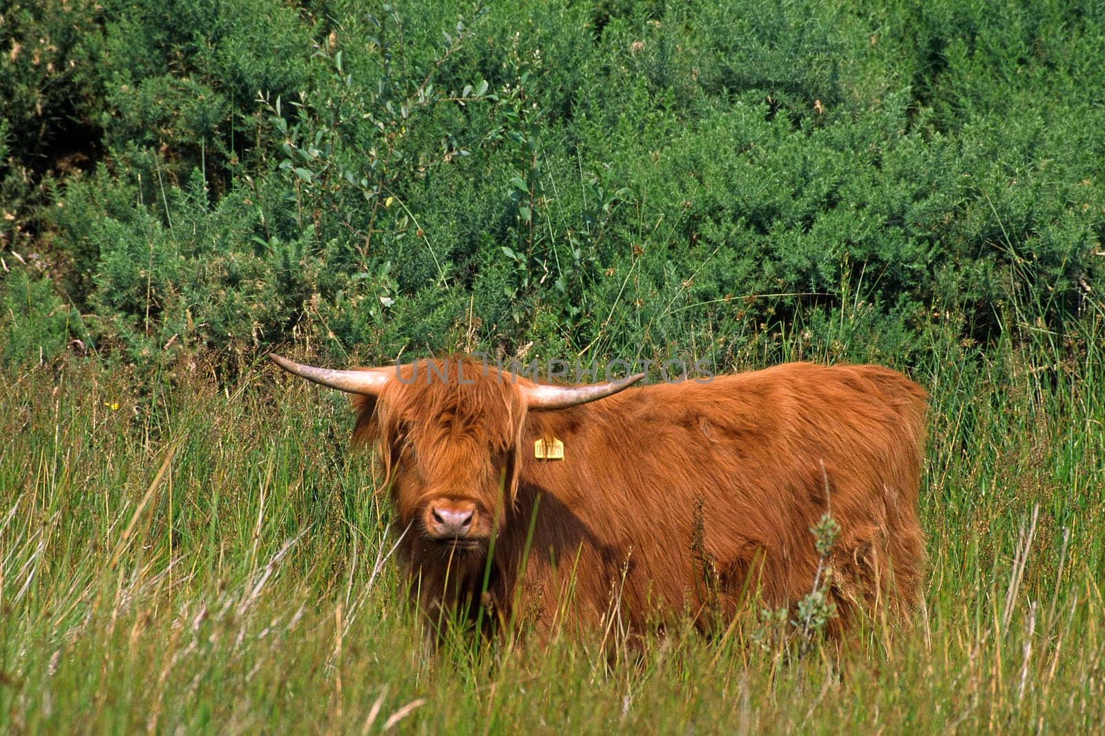 Scottish Highland cattle,Cattle