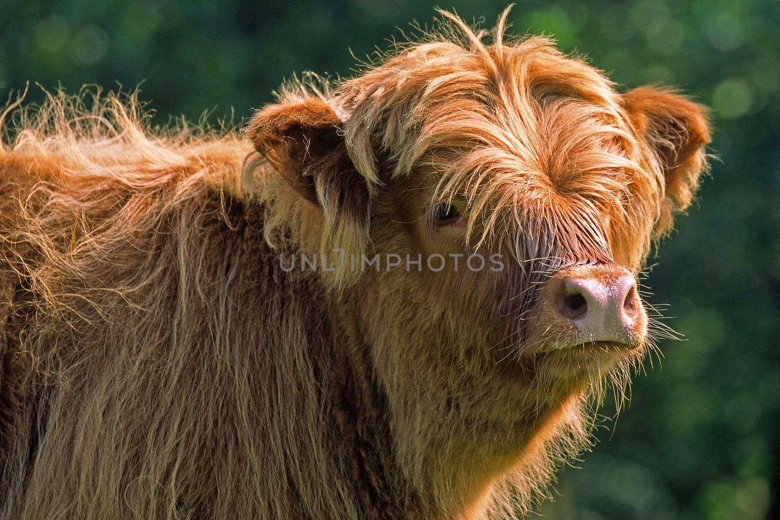 Scottish Highland cattle,juvenile