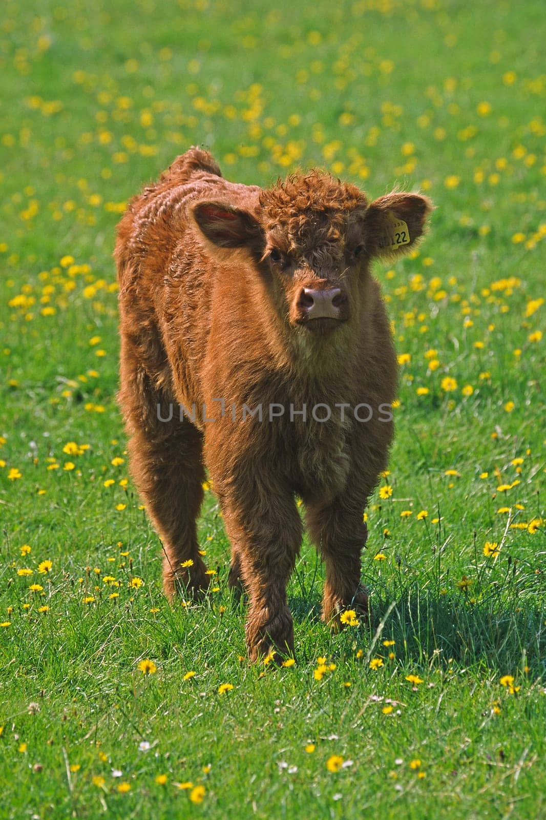 Scottish Highland Cattle