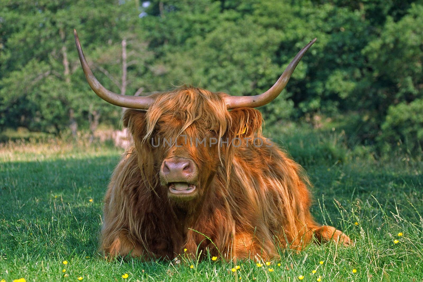 Scottish Highland cattle at Glen Nevis
