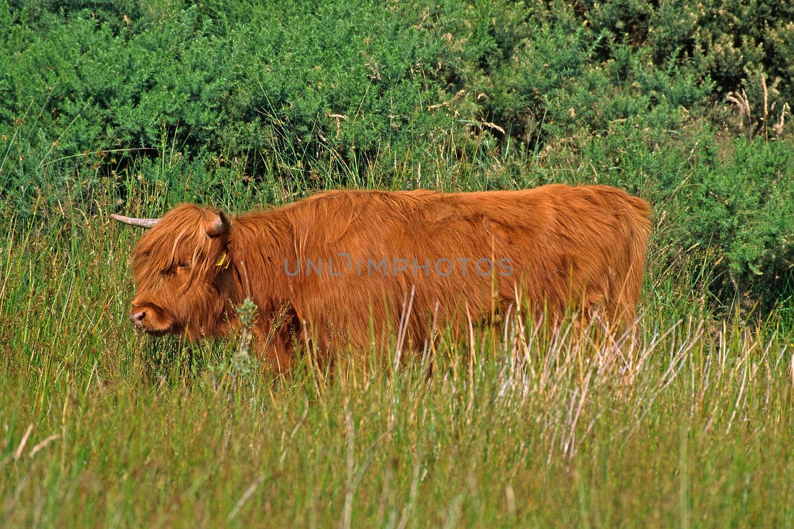 Scottish Highland Cattle