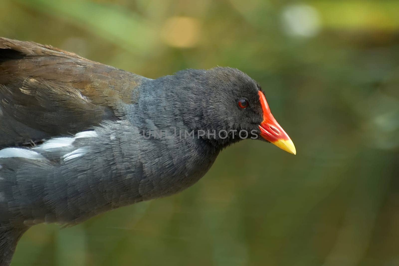 half moorhen