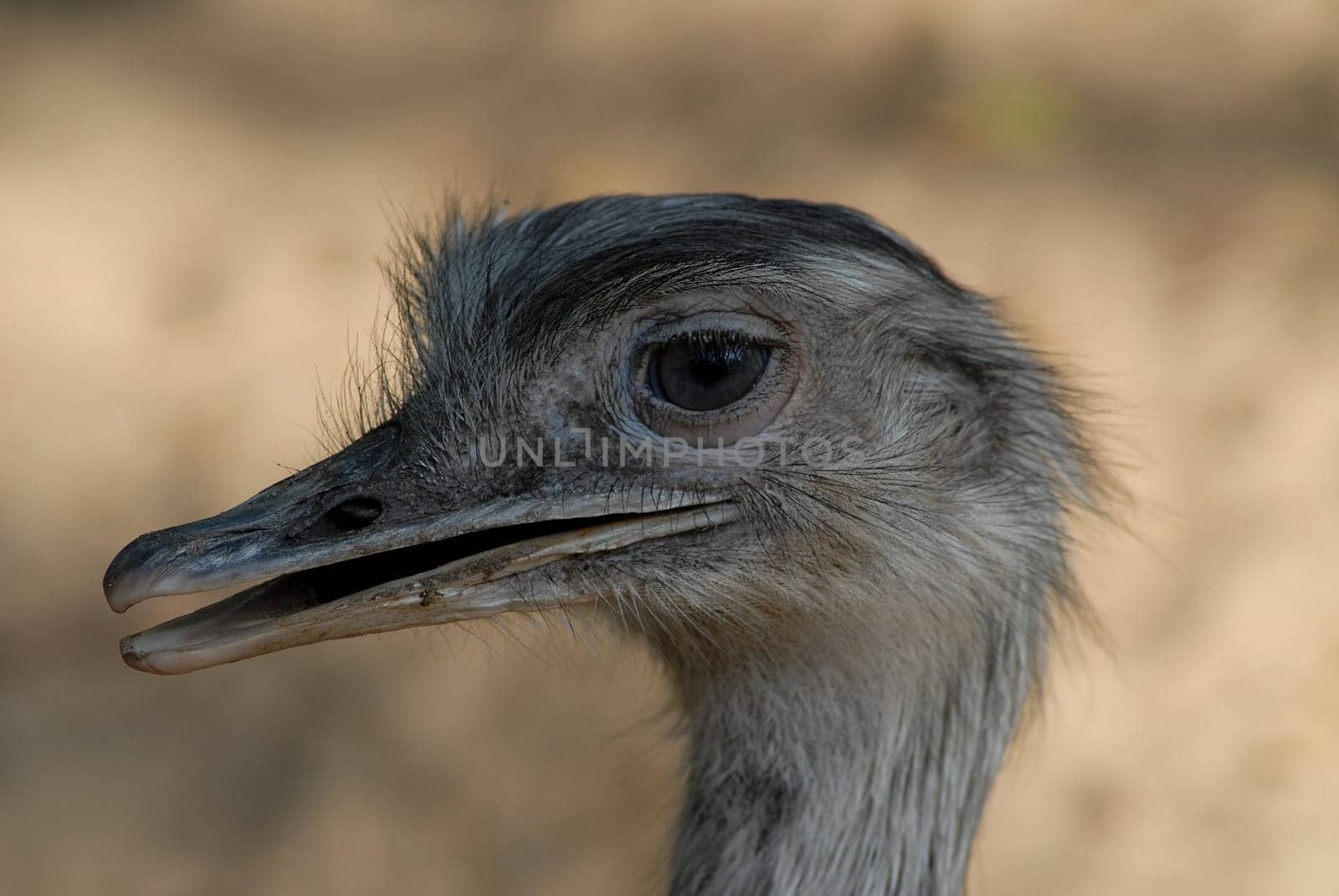 He didn't stop talking-----was probably a female bird.....!:-)