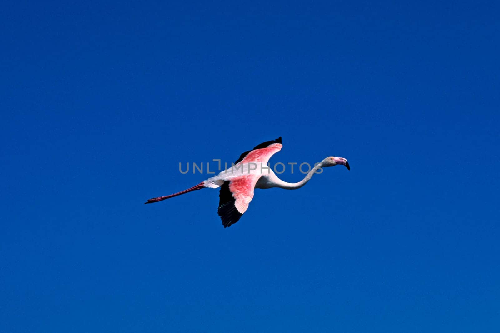 Flamingo in the Camargue,aerial image,Phoenicopterus ruber