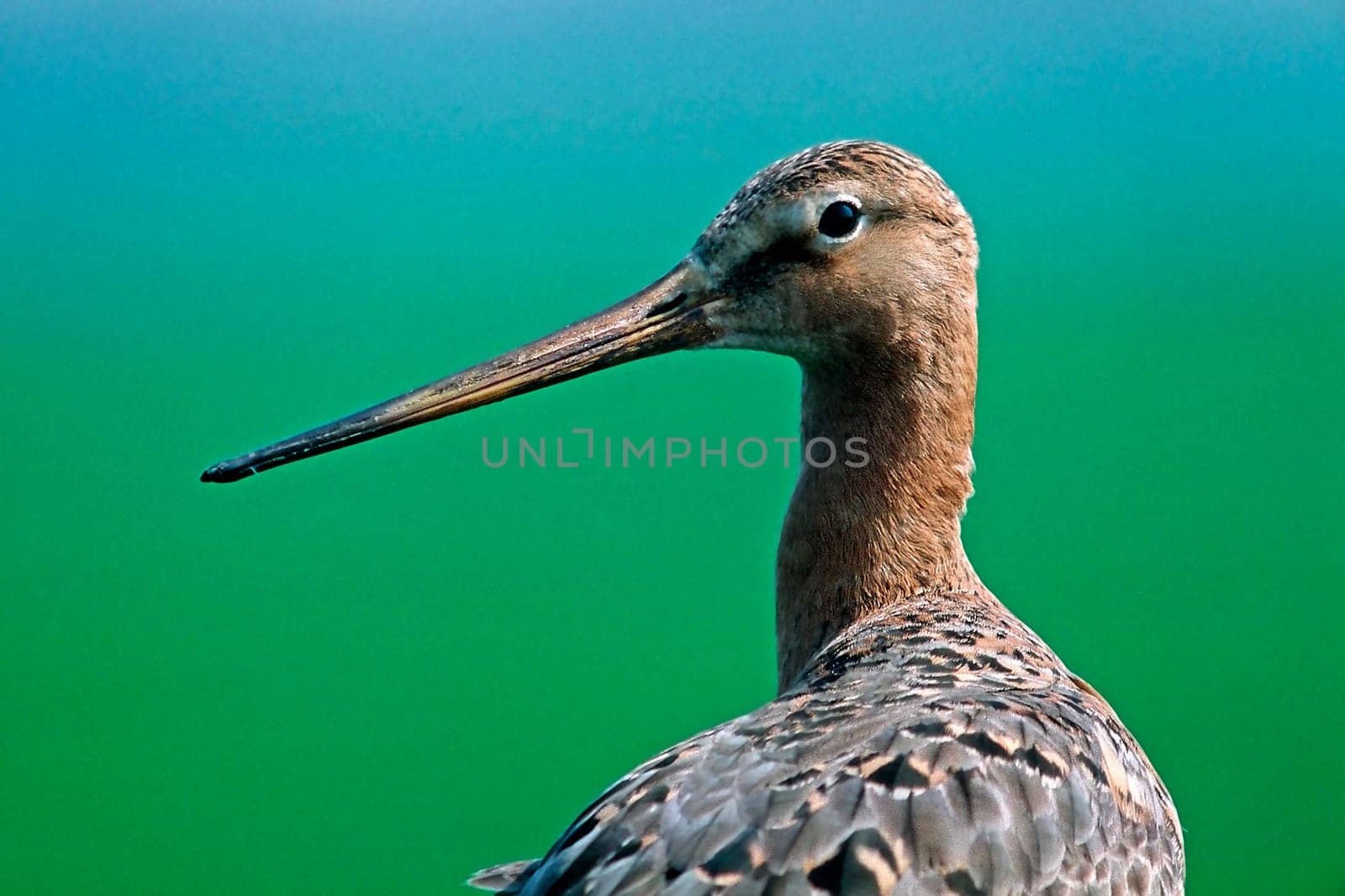 Black-tailed godwit,Limosa limosa