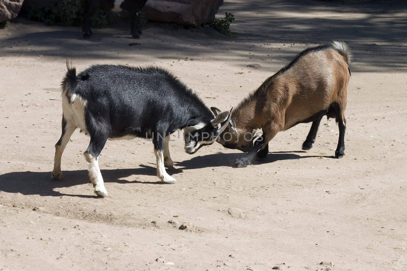 The two seemed to have had a real problem with each other. Even after 1 hour they had not calmed down