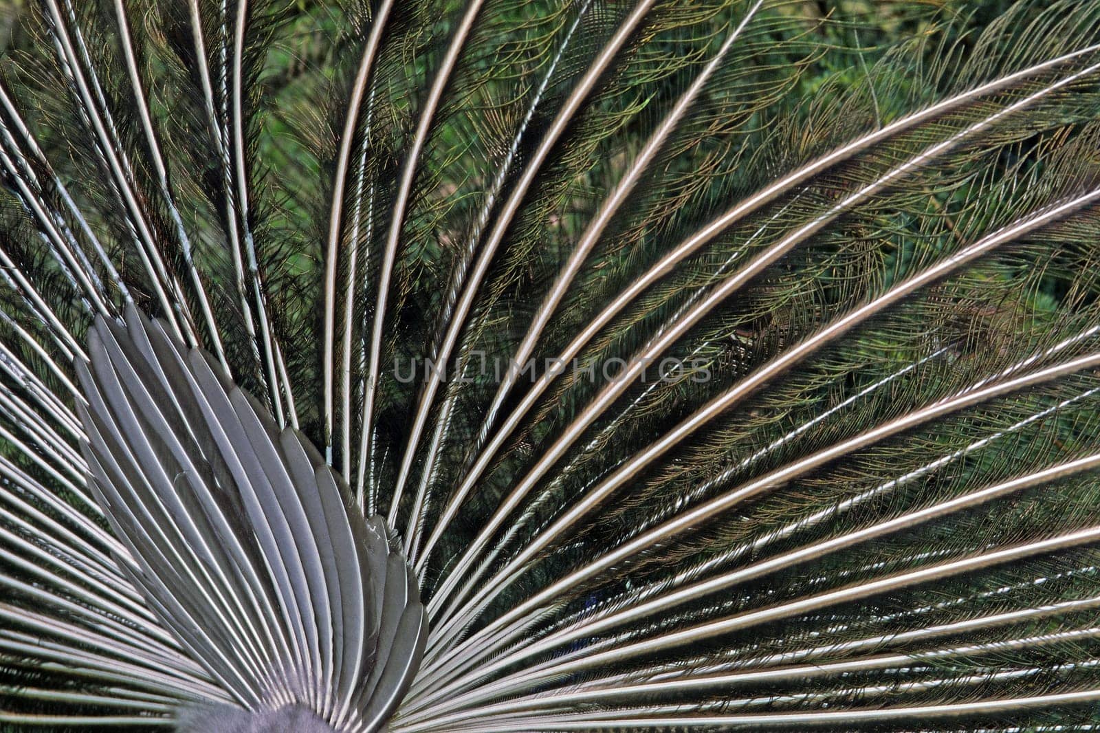 Peacock feathers,plumage