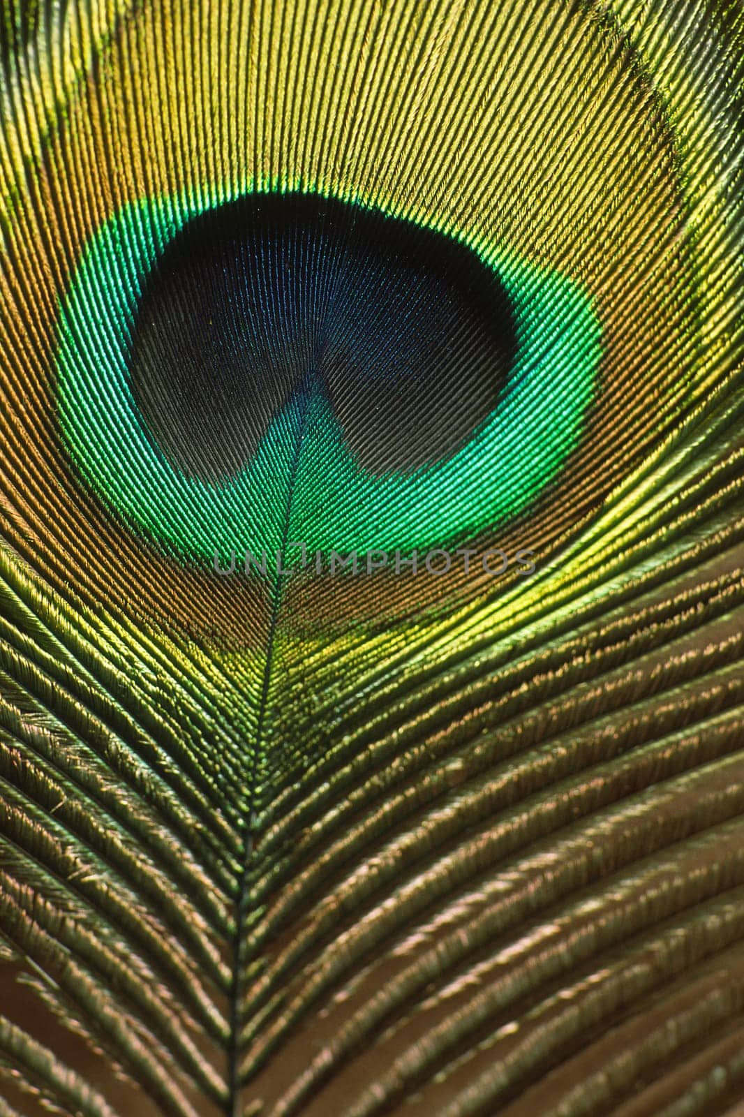 Peacock feather