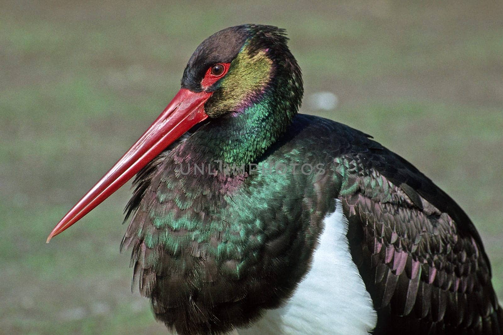 Black stork,Ciconia niger