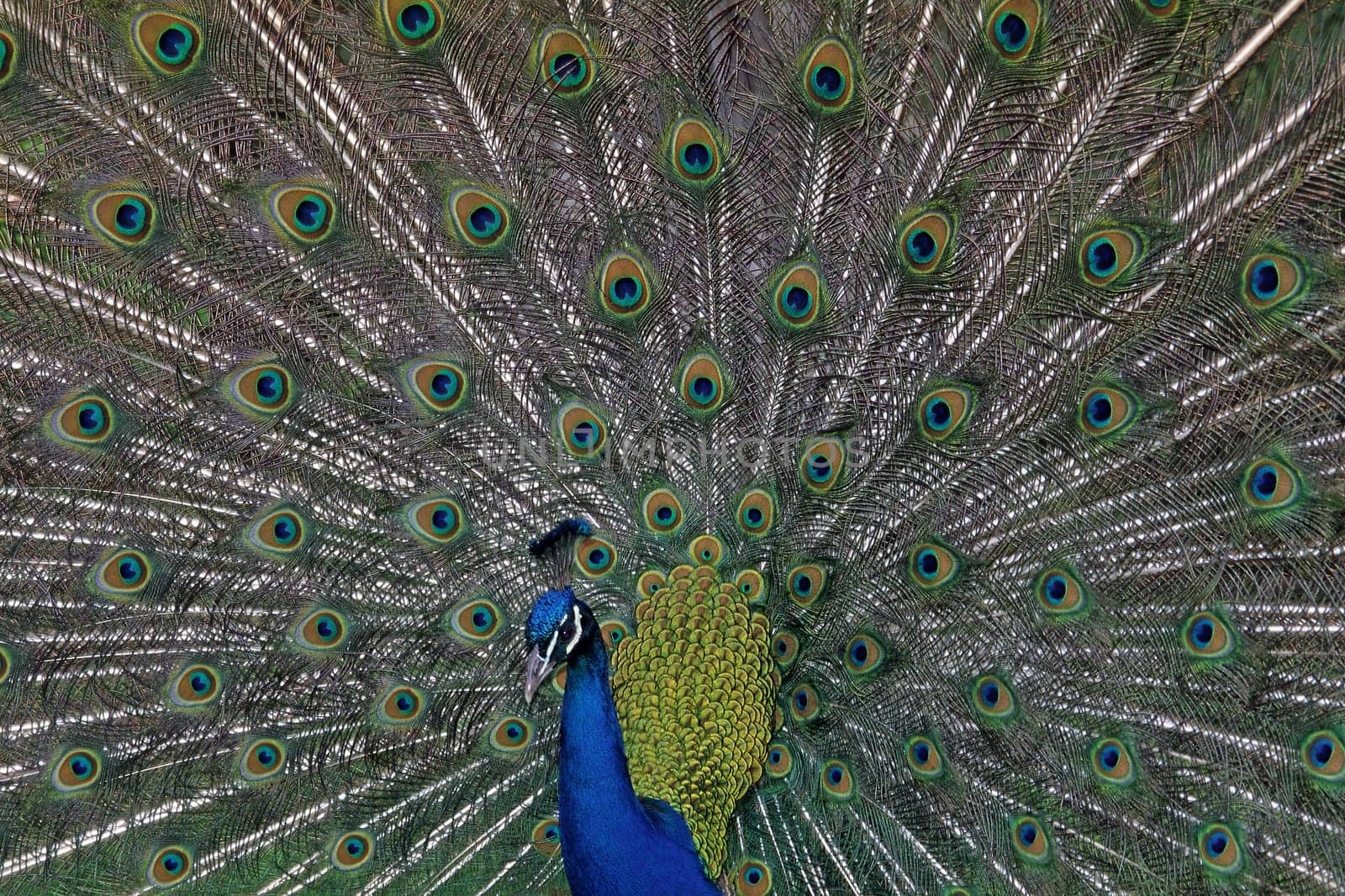 Peacock