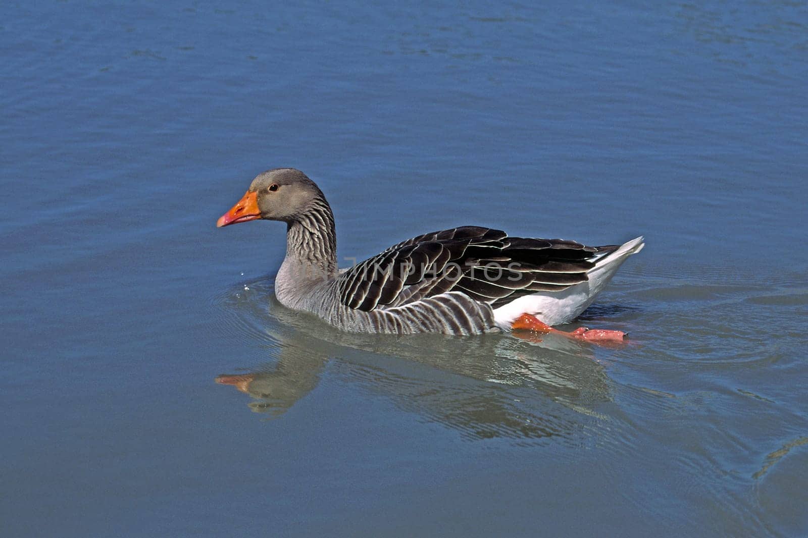 Wild goose
