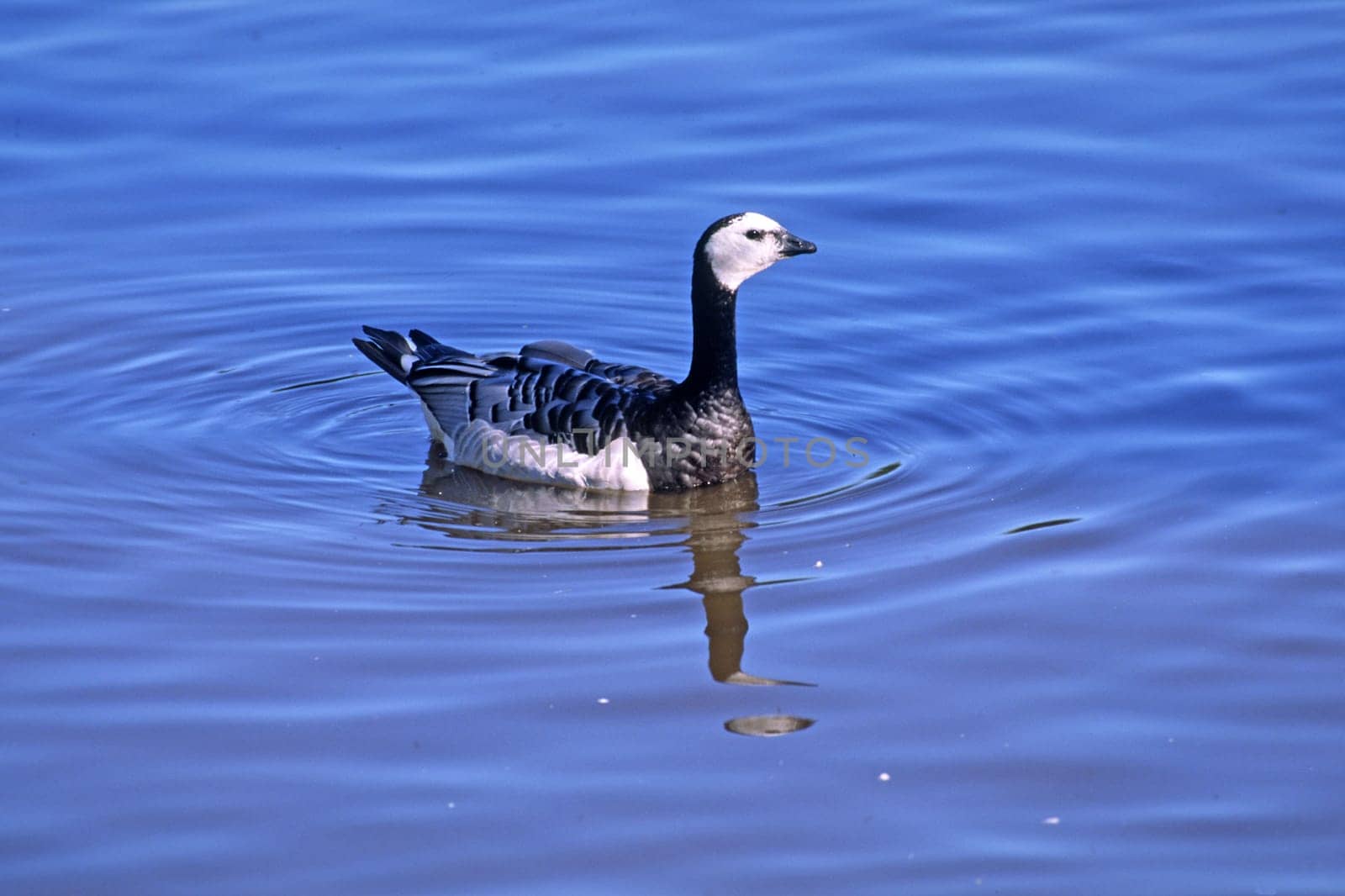 Barnacle goose,Branta leucopsis
