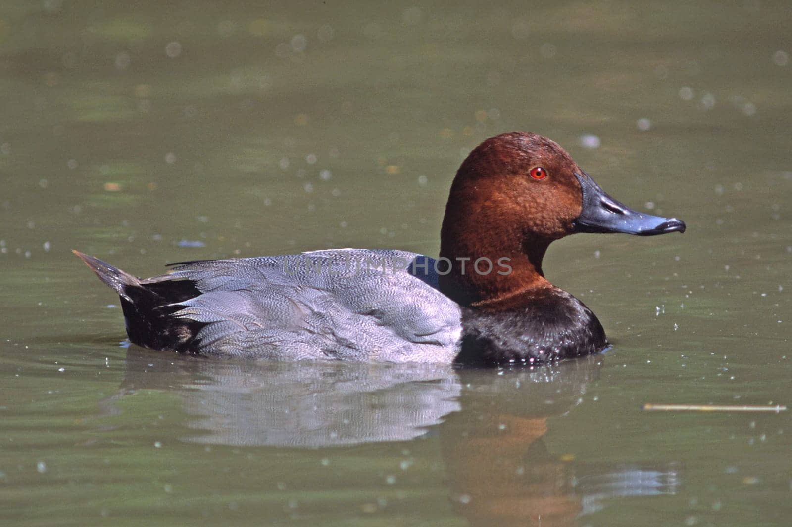 Pochard,Aythya ferina,Male
