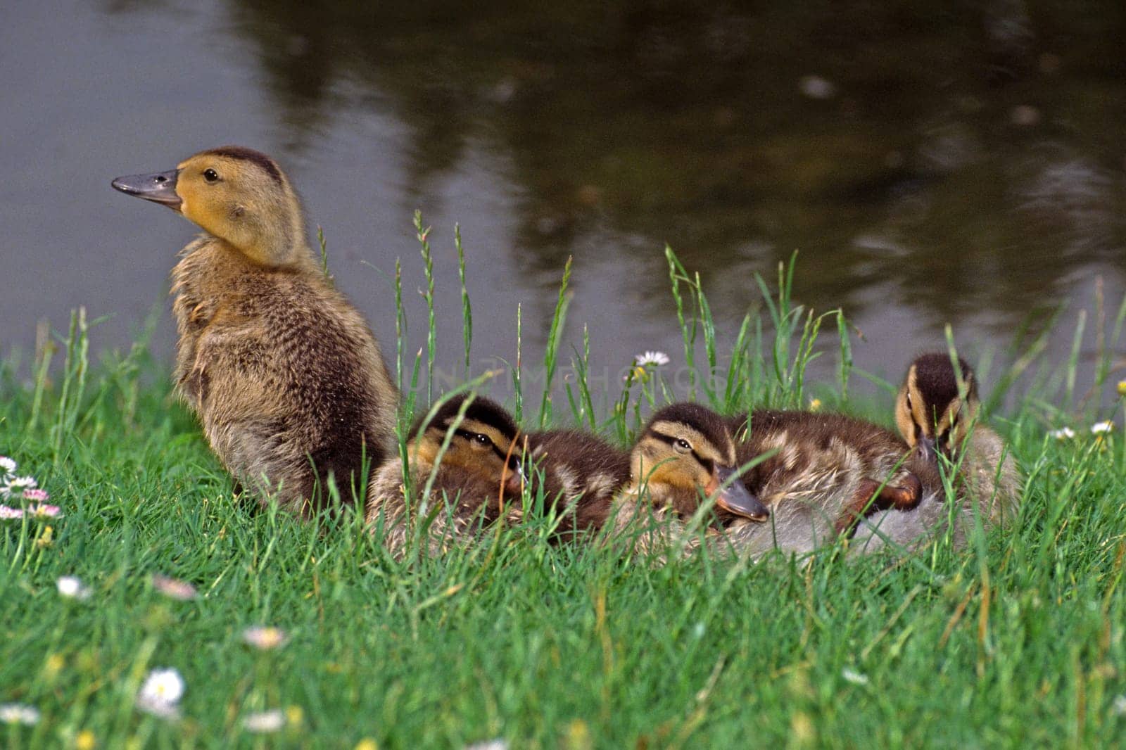 Mallards,Anas platyrhynchos,(juveniles)